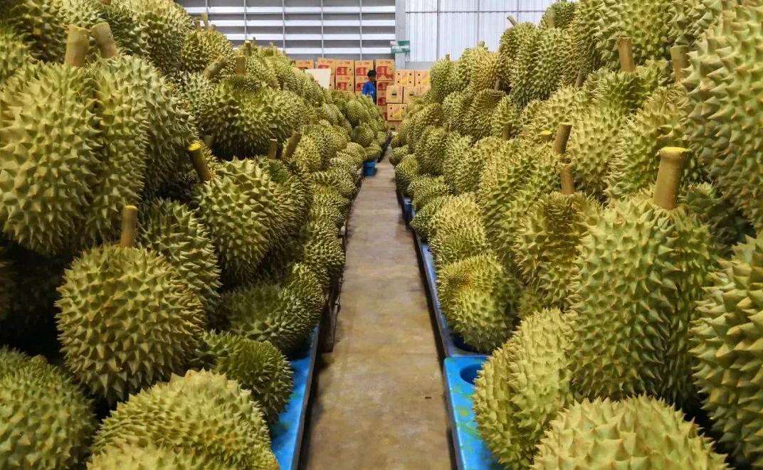 เปิดสถิติการค้าเกษตร 8 เดือน ปี 68 ไทยรักษาดุลการค้าได้แข็งแกร่ง เกินดุล 7 แสนล้าน เผย ทุเรียน ครองแชมป์ นำทัพตลาดจีนส่งออก แนะเร่งใช้ FTA เพิ่มโอกาส รับมือปัจจัยผันผวนเศรษฐกิจโลก 6 ภาพสศก7