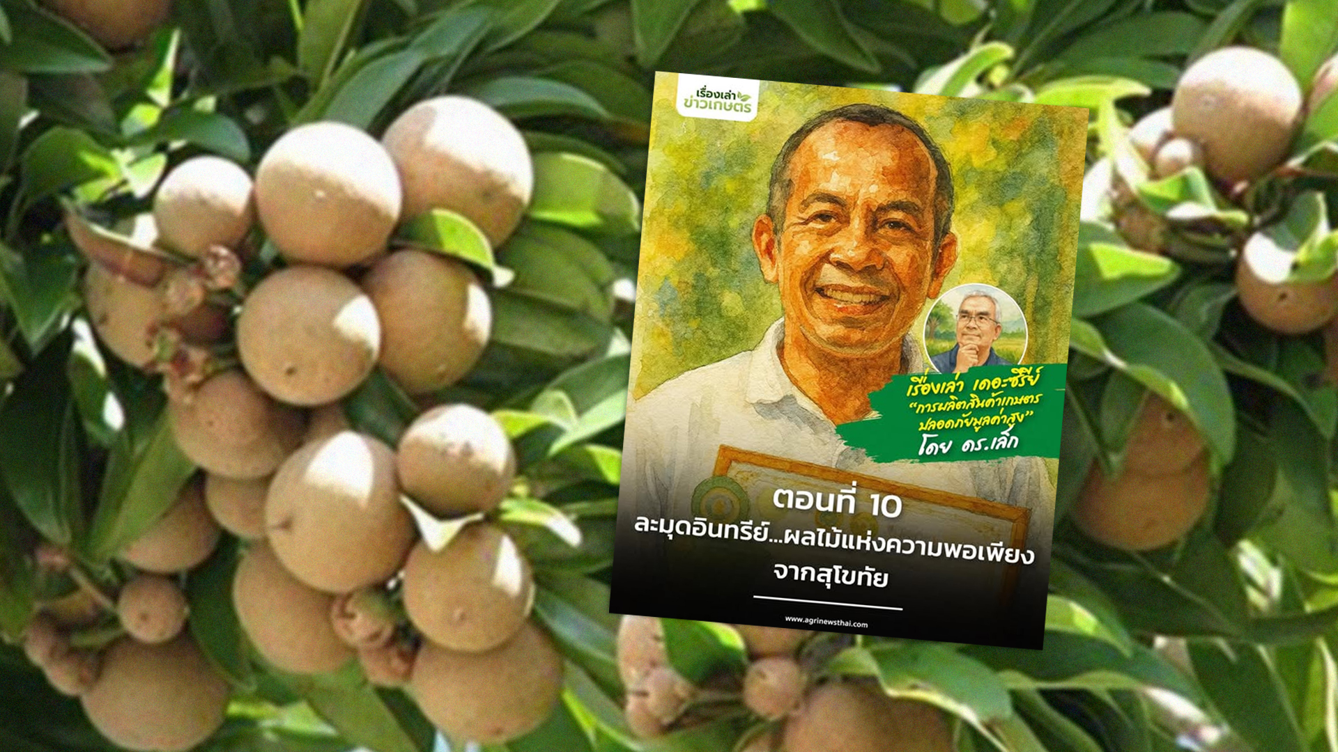 เรื่องเล่า เดอะซีรีส์“การผลิตสินค้าเกษตรปลอดภัยมูลค่าสูง”ตอนที่ 10 : “ละมุดอินทรีย์…ผลไม้แห่งความพอเพียงจากสุโขทัย” 1 ละมุดอินทรีย์2