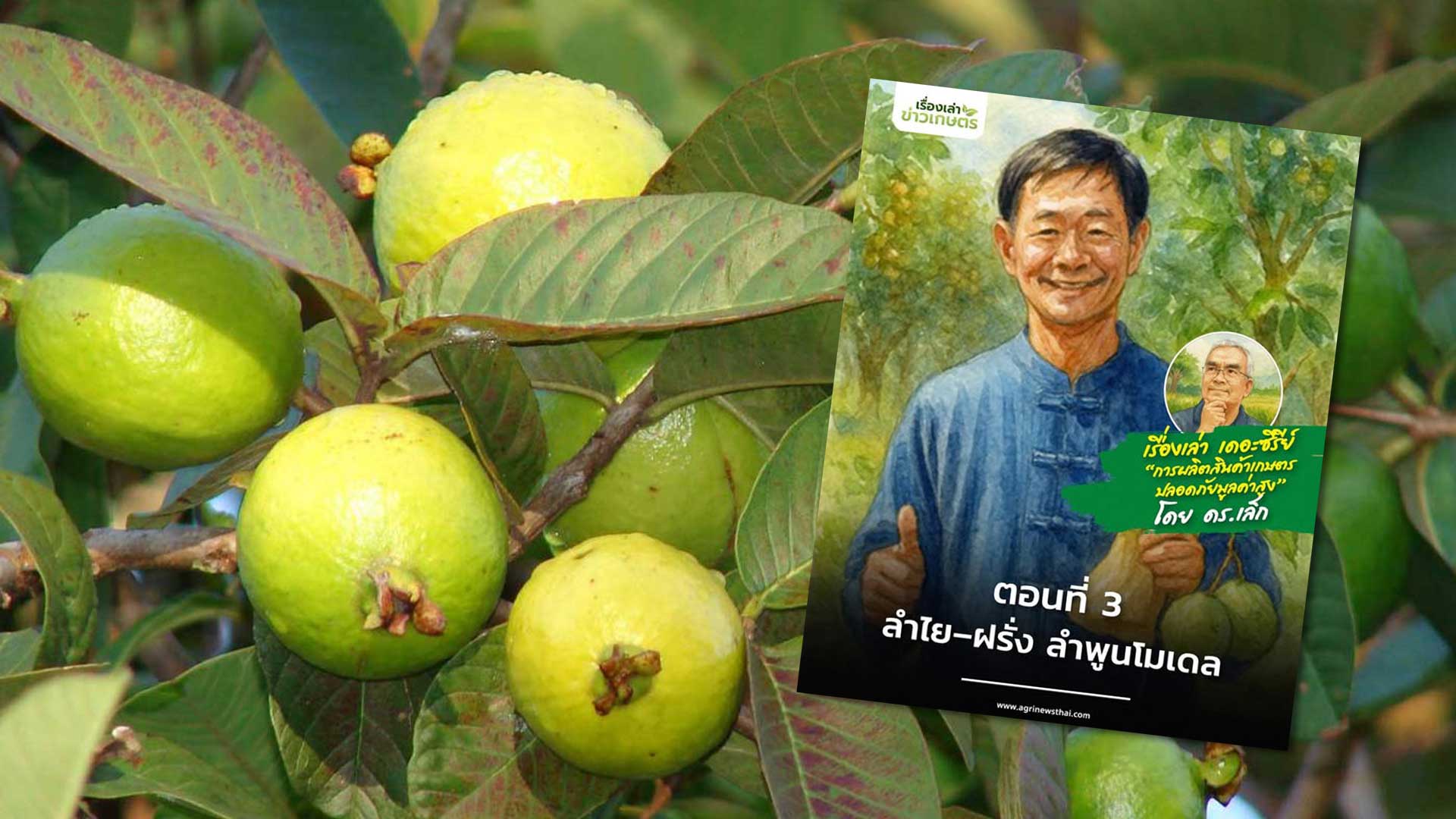 เรื่องเล่า เดอะซีรีส์ “การผลิตสินค้าเกษตรปลอดภัยมูลค่าสูง” กับ …ดร.เล็ก ตอนที่ 3 : “ลำไย–ฝรั่ง ลำพูนโมเดล” 1 ลำพูนโมเดล3