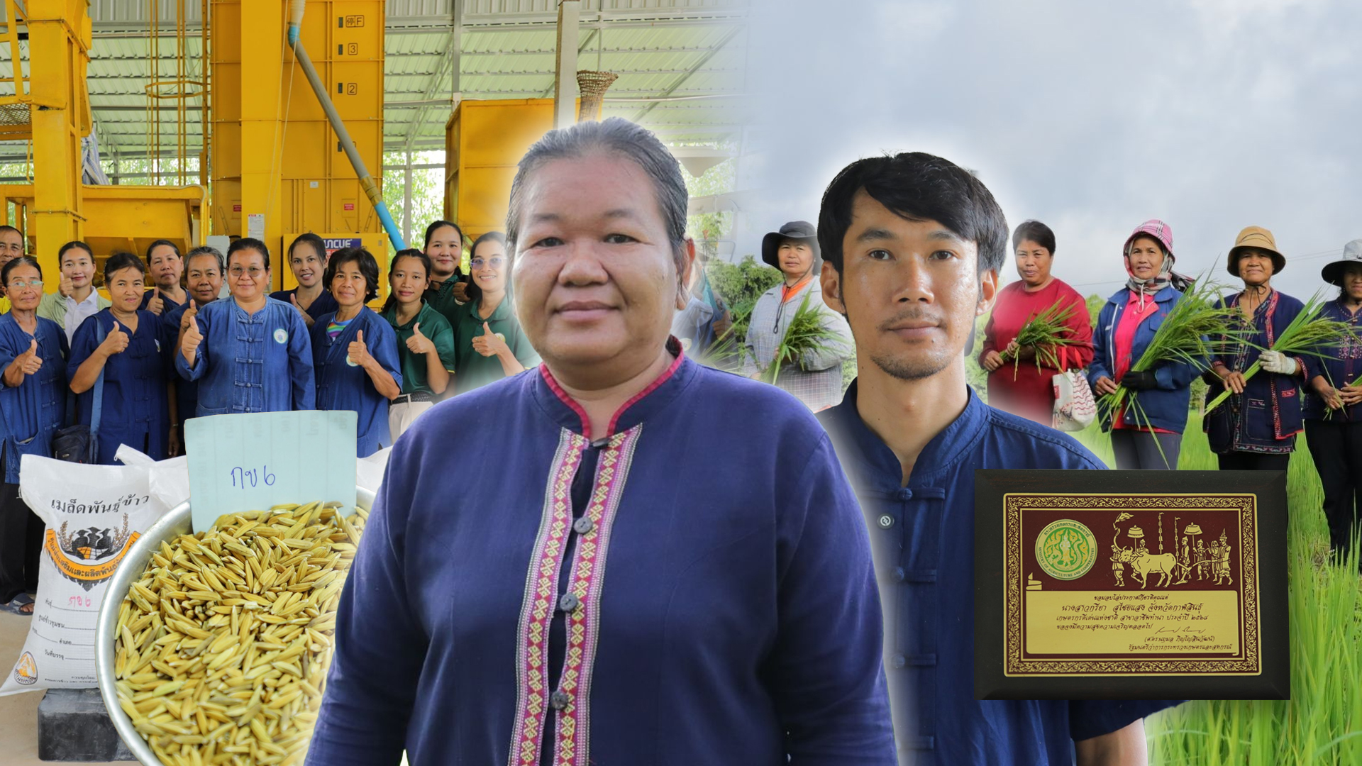 วิสาหกิจชุมชนเกษตรอินทรีย์นาภู ผู้ผลิตข้าวเหนียวเขาวงกาฬสินธุ์อันเลื่องชื่อ 1 วิสาหกิจชุมชนเกษตรอินทรีย์นาภู2