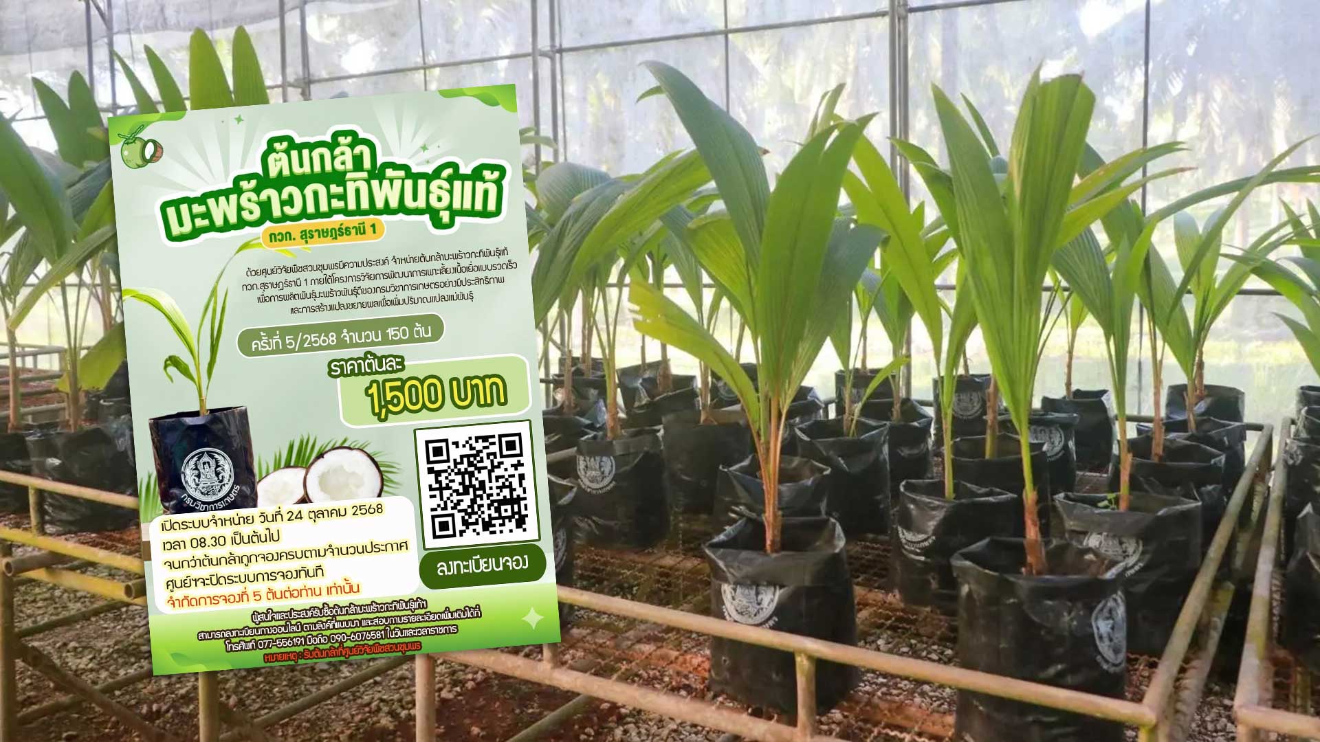 ศูนย์วิจัยพืชสวนชุมพร เปิดจองมะพร้าวกะทิพันธุ์แท้ กวก.สุราษฎร์ธานี 1 1 ศูนย์วิจัยพืชสวนชุมพร เปิดจอง3