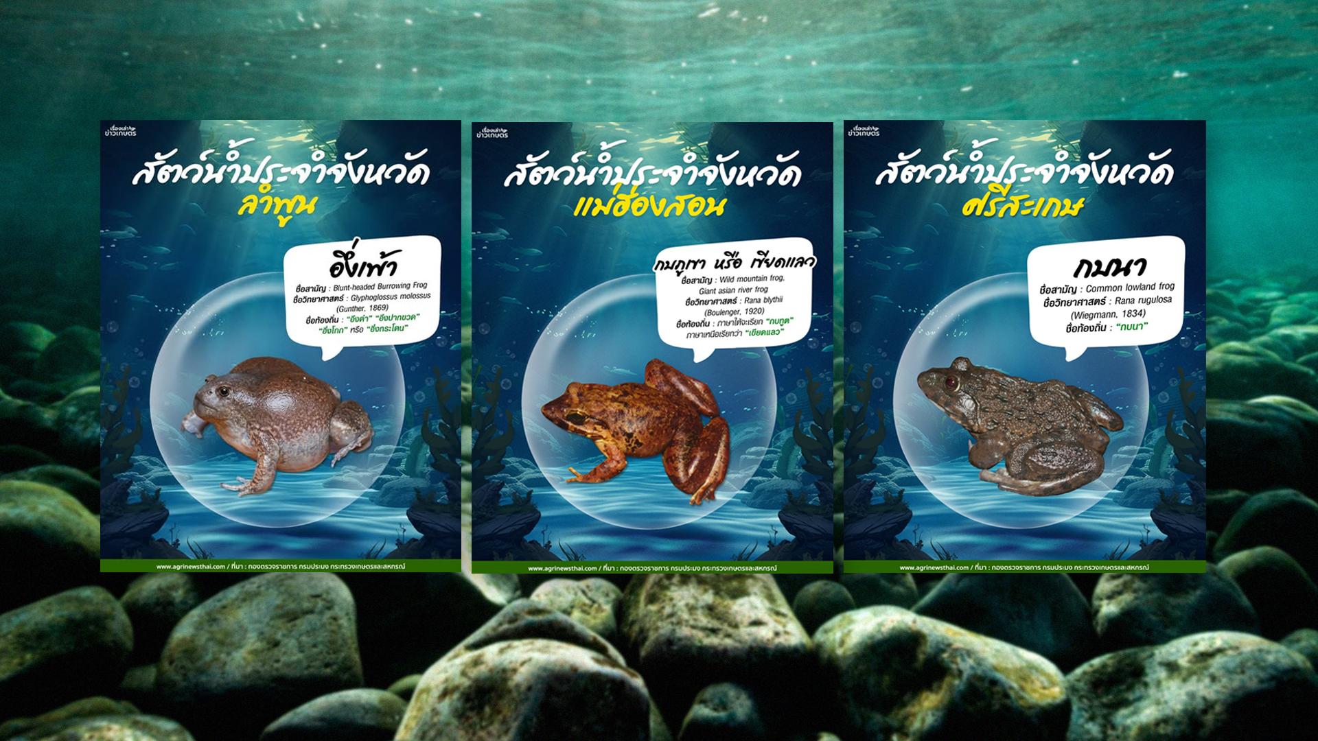 สัตว์น้ำประจำจังหวัด2 1