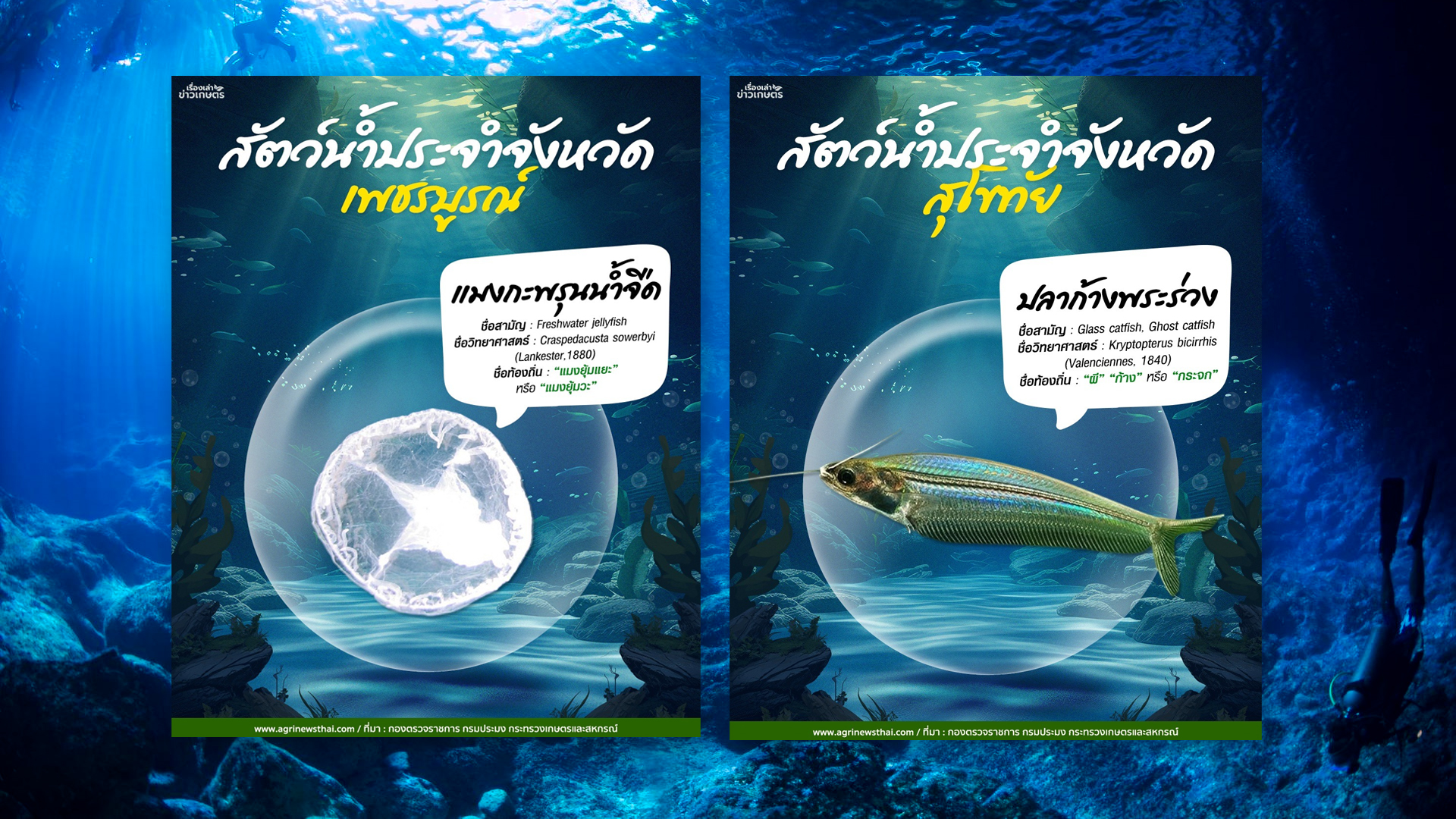 สัตว์น้ำประจำจังหวัด : เพชรบูรณ์ สัตว์น้ำประจำจังหวัดสุโขทัย2 1