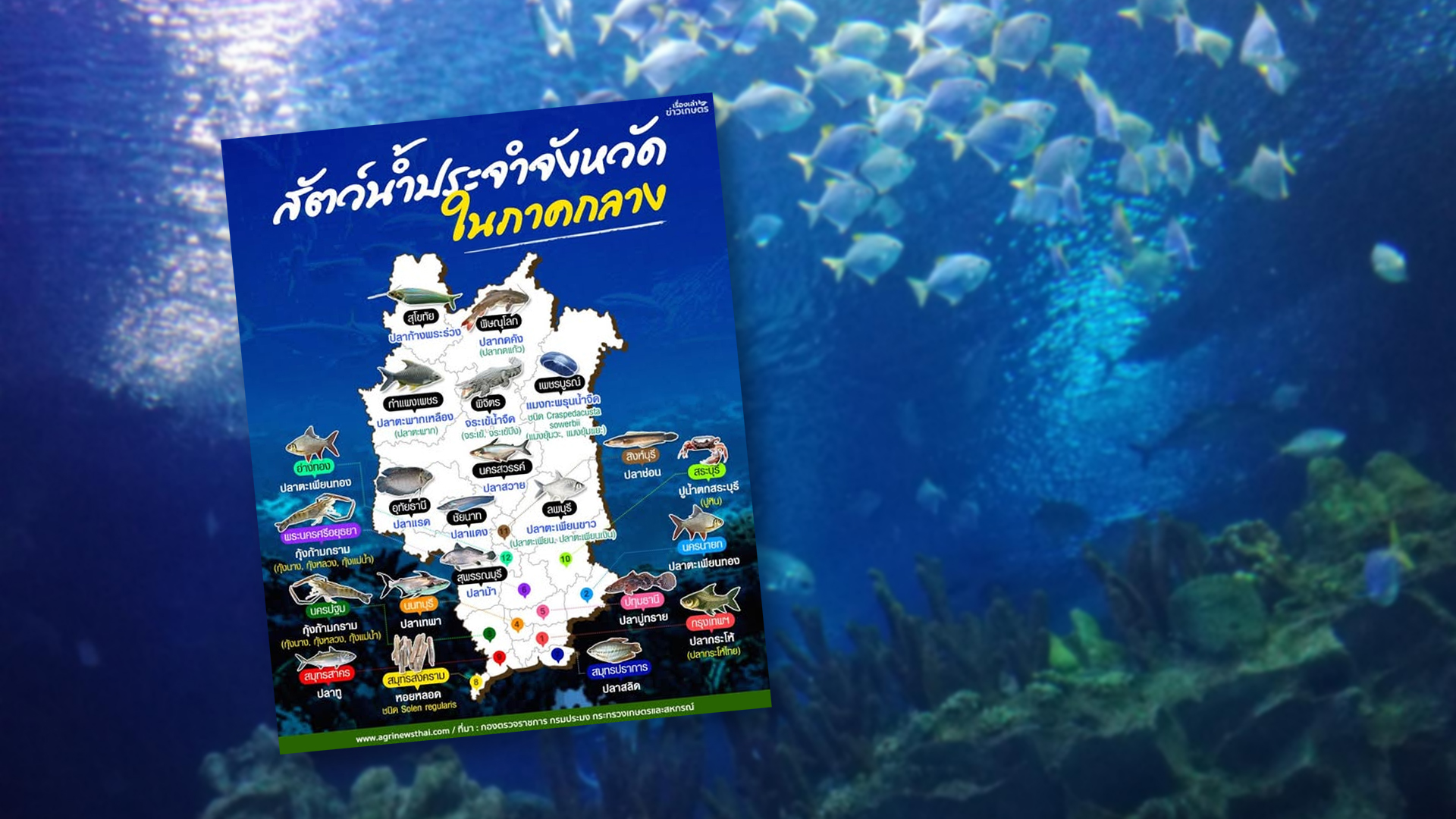 สัตว์น้ำประจำจังหวัดไทยในภาคกลาง 1 สัตว์น้ำประจำจังหวัดในภาคกลาง3