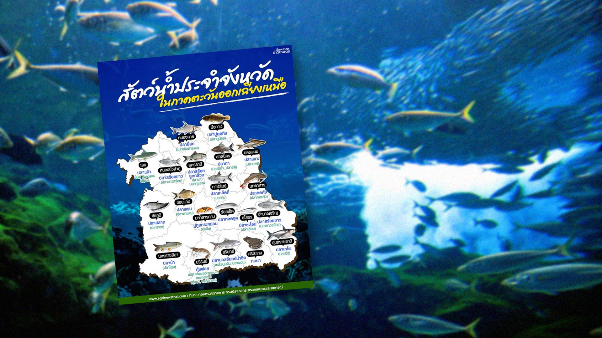 สัตว์น้ำประจำจังหวัดไทย..ในภาคตะวันออกเฉียงเหนือ 1 สัตว์น้ำประจำจังหวัดในภาคตะวันออกเฉียงเ