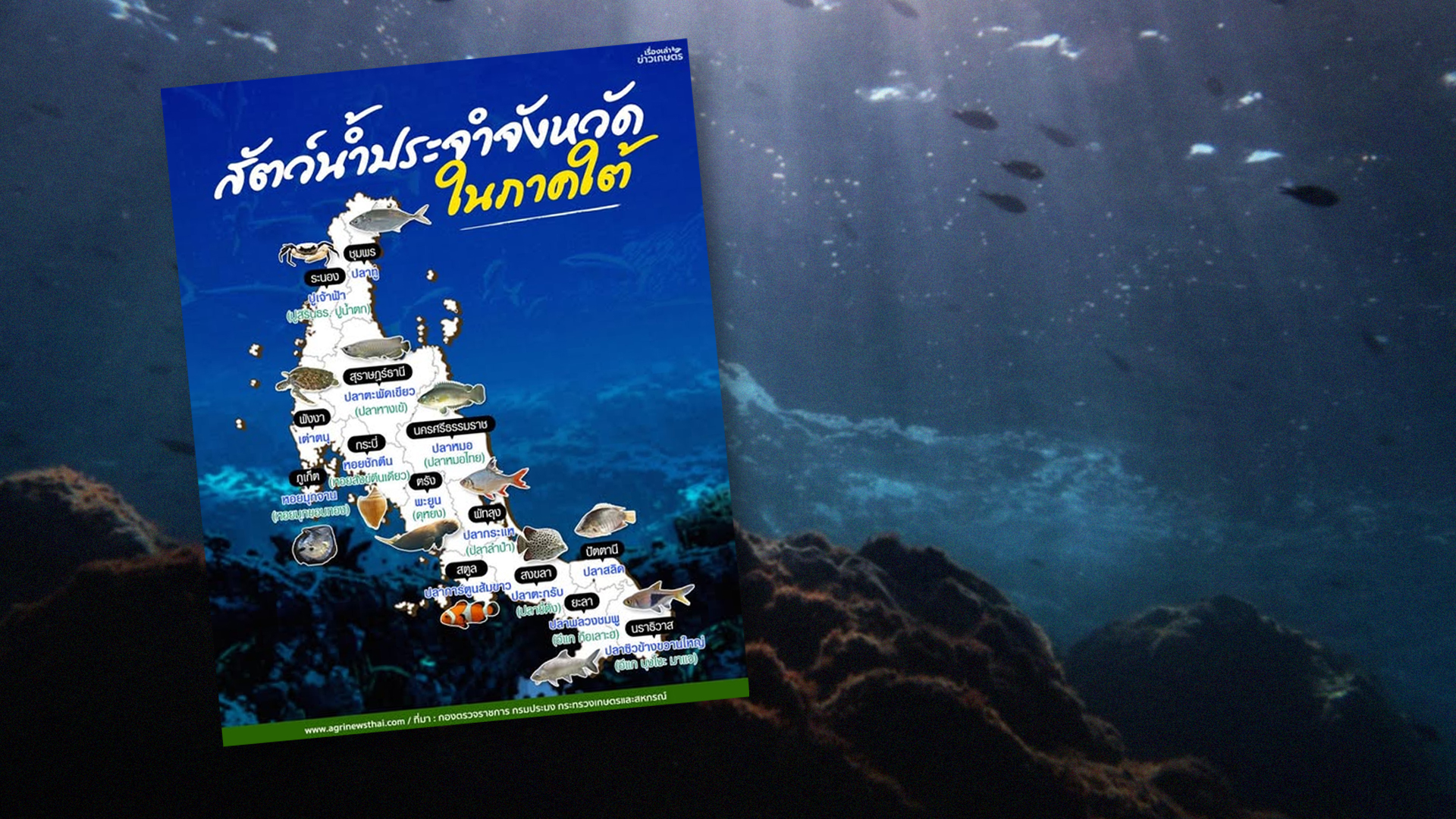 สัตว์น้ำประจำจังหวัด..ในภาคใต้ 1 สัตว์น้ำประจำจังหวัดในภาคใต้3