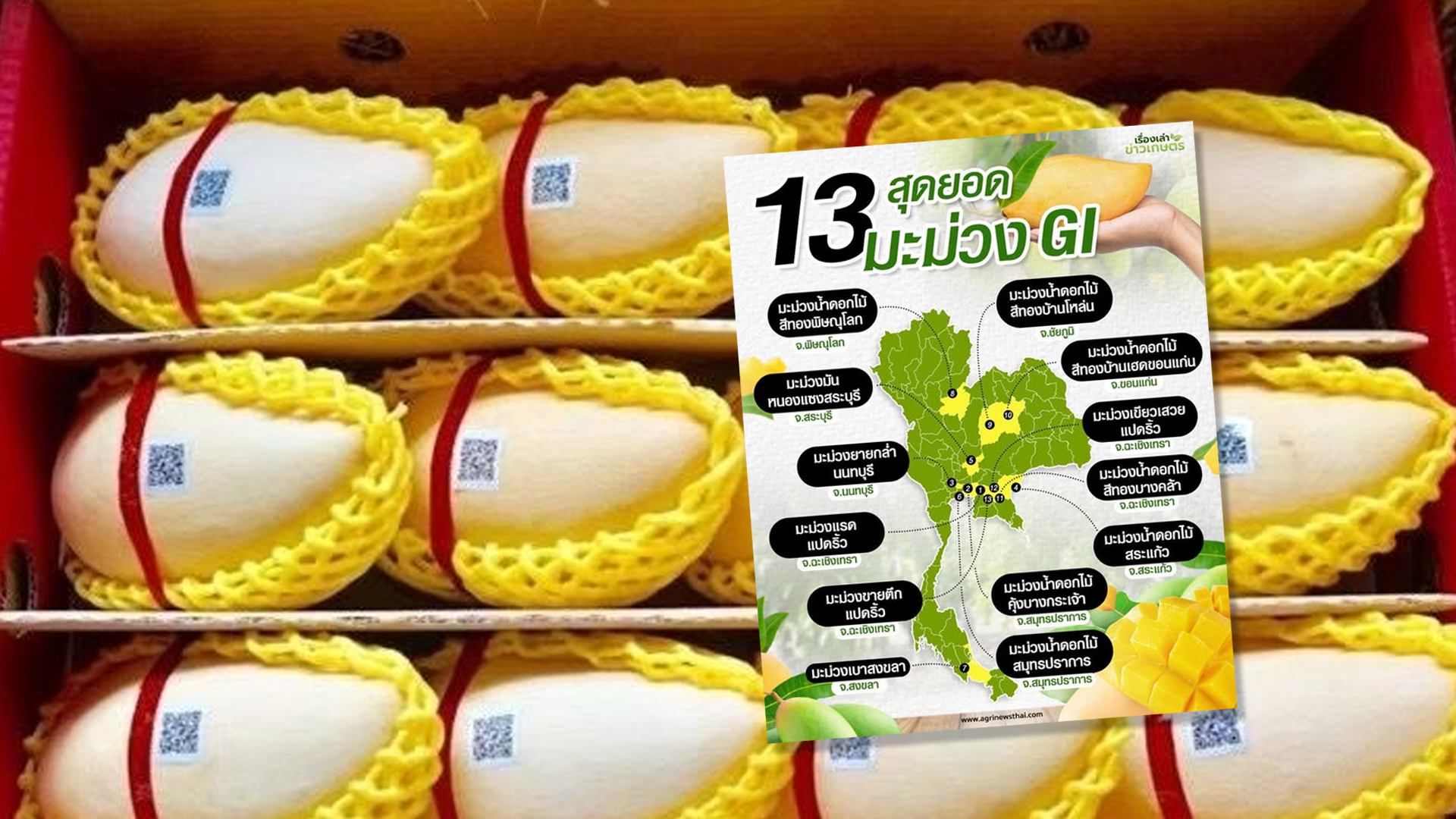 13 สุดยอดมะม่วง GI มีที่ไหนบ้าง รสชาติเป็นอย่างไร 1 สุดยอดมะม่วง2