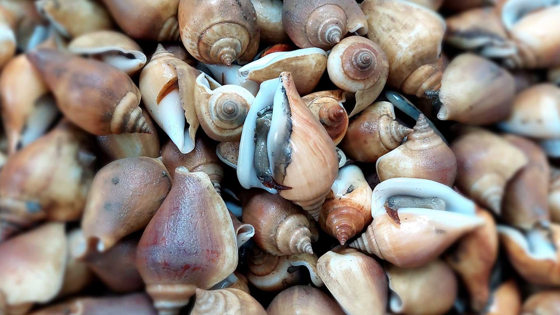 หอยชักตีน3