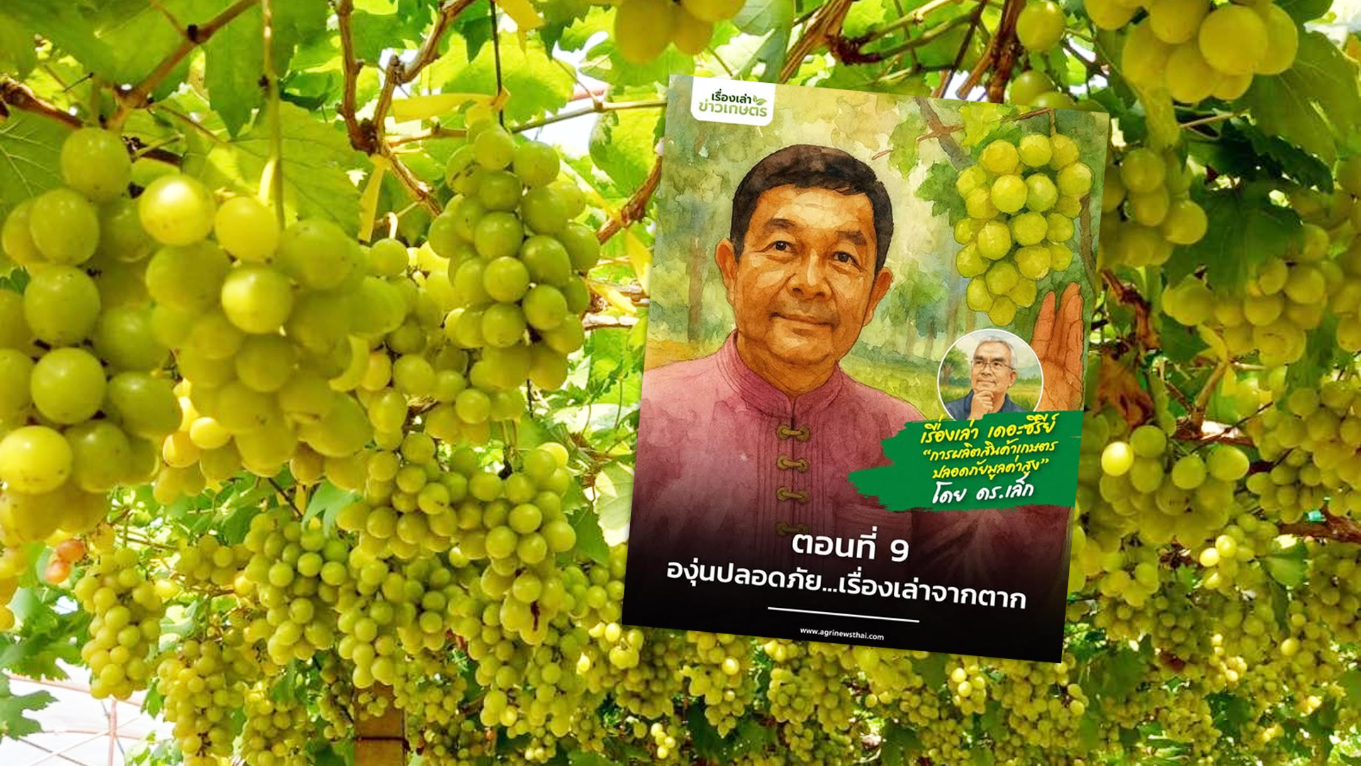 เรื่องเล่า เดอะซีรีส์ “การผลิตสินค้าเกษตรปลอดภัยมูลค่าสูง” ตอนที่ 9 : “องุ่นปลอดภัย…เรื่องเล่าจากตาก” 1 องุ่นปลอดภัย2