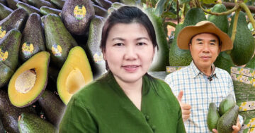 อะโวคาโดพบพระ2