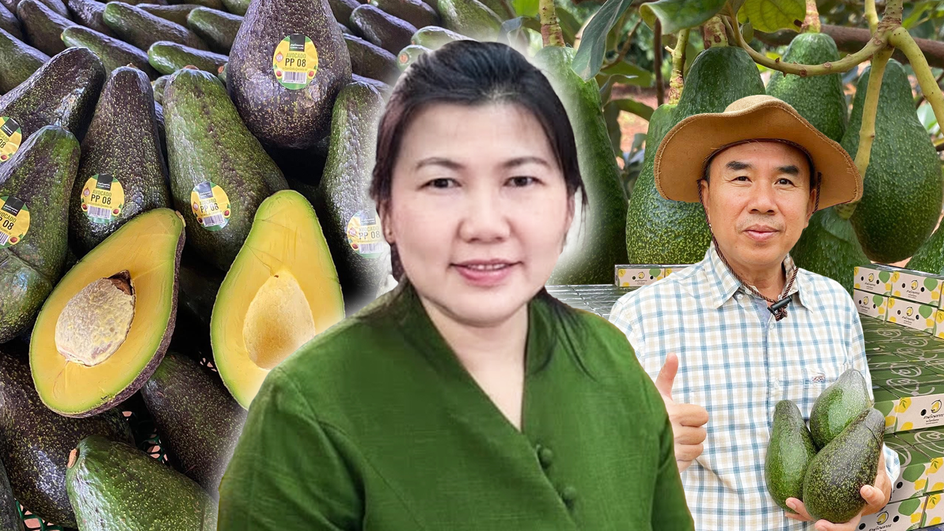 ‘อะโวคาโดพบพระ 08’ จ.ตาก พืชเศรษฐกิจมิติใหม่ ตอบรับ Longevity Trend สร้างโอกาสใหม่ให้เกษตรกรไทย 1 อะโวคาโดพบพระ2