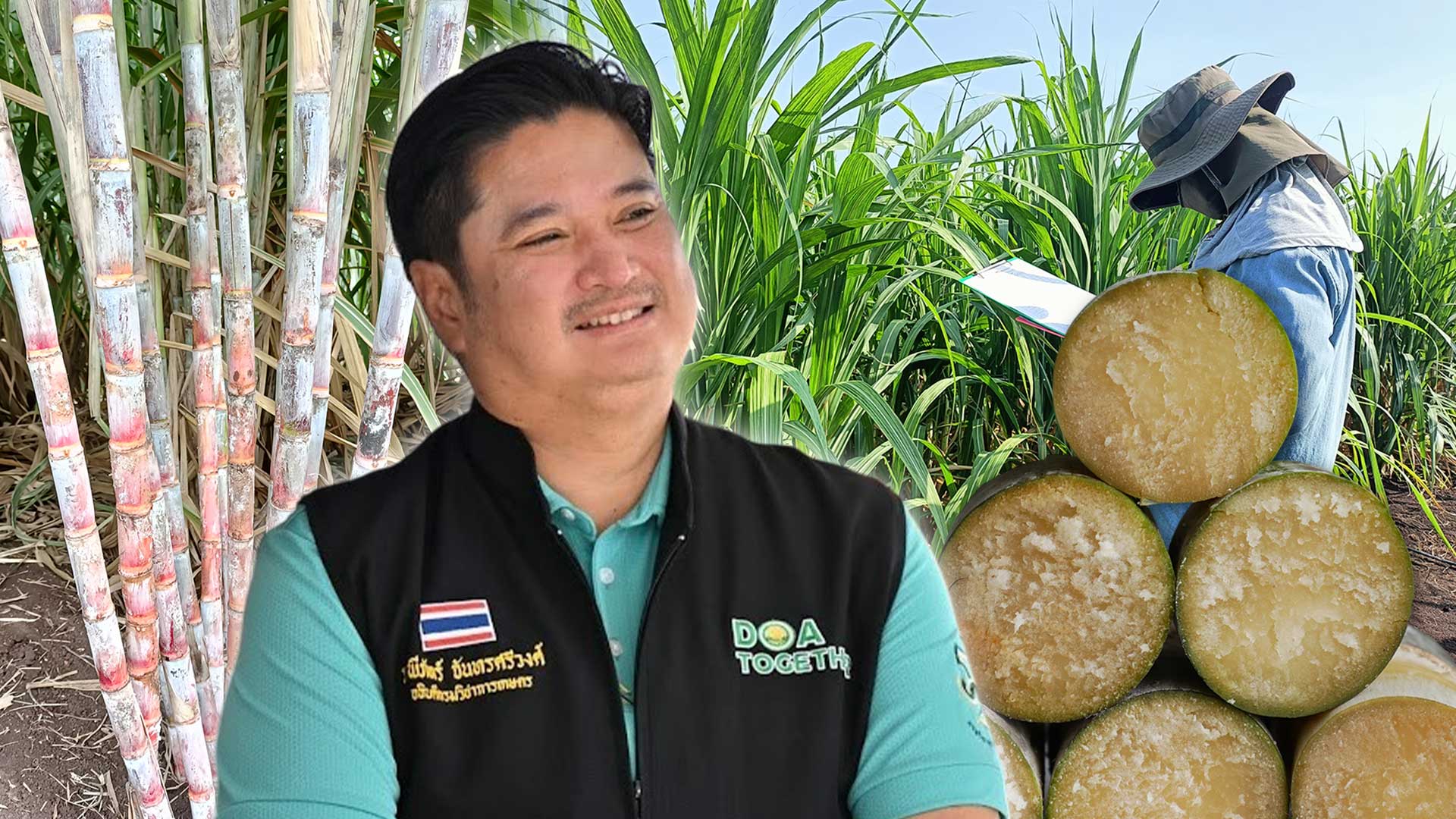 กรมวิชาการเกษตรเปิดตัวอ้อยโรงงานพันธุ์ใหม่ให้ผลผลิตสูง “กวก. นครสวรรค์ 2” 1 อ้อยโรงงาน3