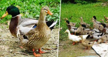 เป็ดบ้านนา3