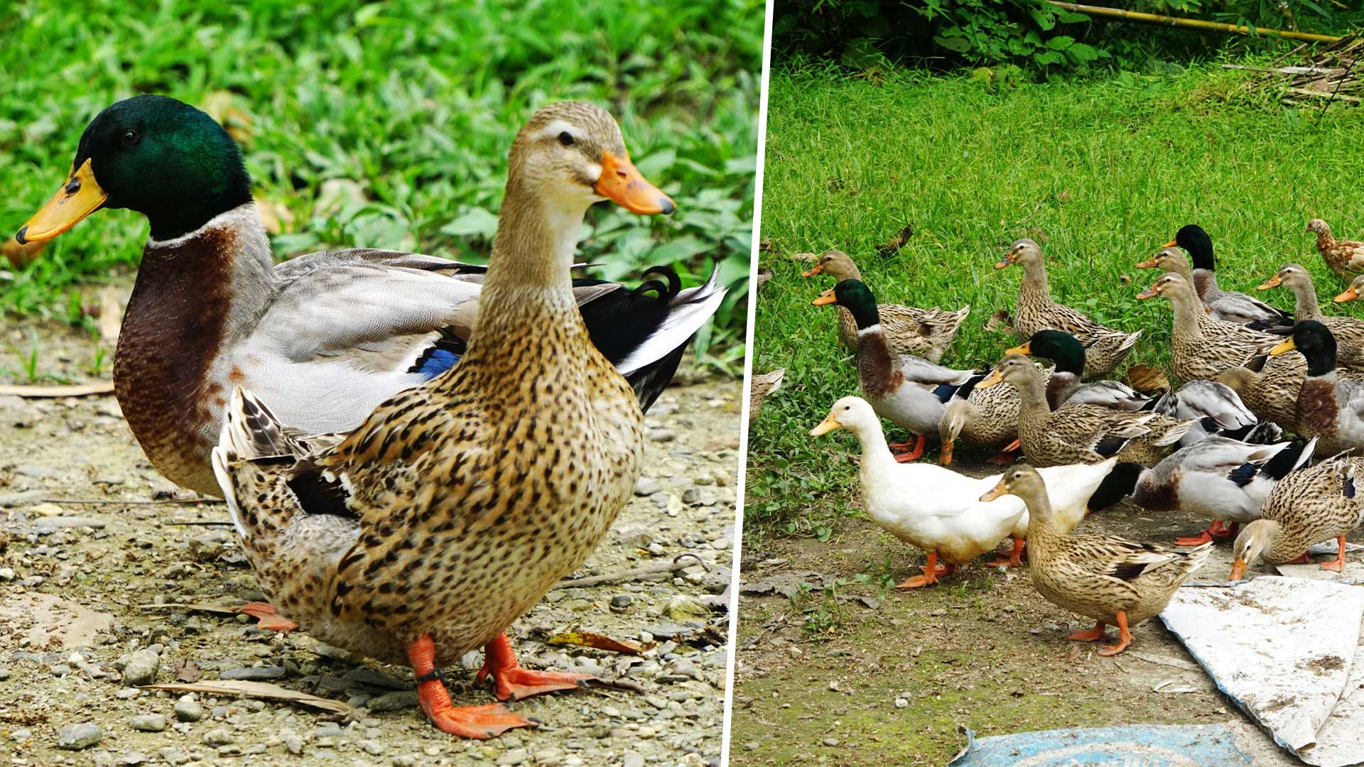 เป็ดบ้านนา3