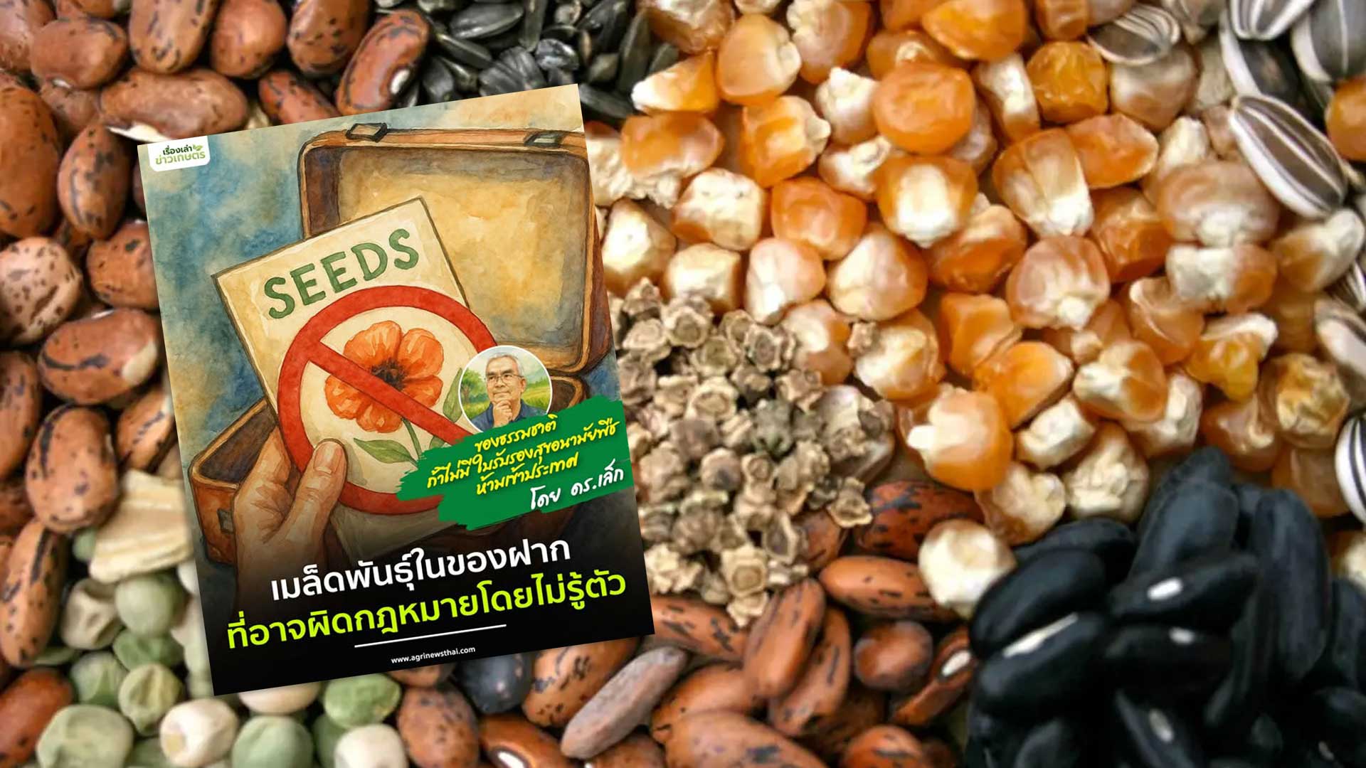 ของธรรมชาติ ถ้าไม่มีใบรับรองสุขอนามัยพืช ห้ามเข้าประเทศ โดย ดร.เล็ก เมล็ดพันธุ์ในของฝาก…ที่อาจผิดกฎหมายโดยไม่รู้ตัว 1 เมล็ดพันธุ์3