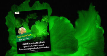 เห็ดเรืองแสงสิรินรัศมี2