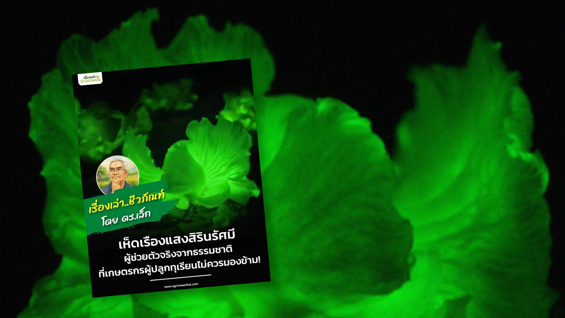 เห็ดเรืองแสงสิรินรัศมี – ผู้ช่วยตัวจริงจากธรรมชาติ ที่เกษตรกรผู้ปลูกทุเรียนไม่ควรมองข้าม 1 เห็ดเรืองแสงสิรินรัศมี2