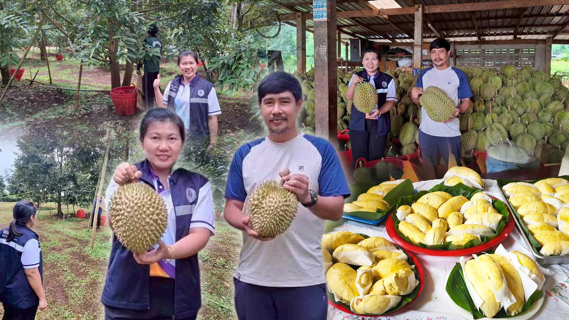 สศท.2 แนะแนวทางพัฒนาสวนทุเรียนคุณภาพ ‘ทุเรียนน้ำแร่พบพระ’ จ.ตาก รองรับการท่องเที่ยวเชิงธรรมชาติ 1 แนะแนวทาง3