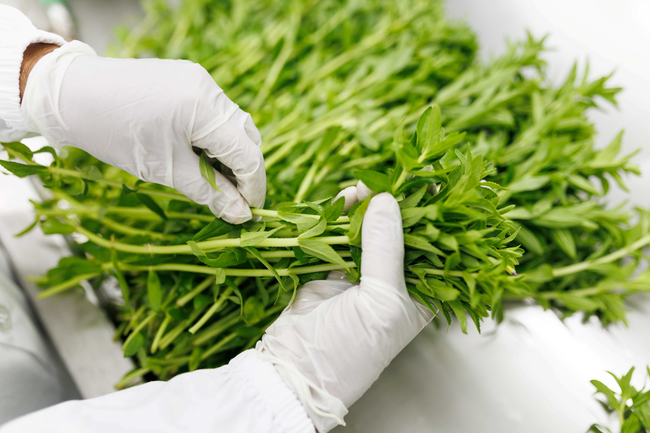 ถอดรหัสวิสาหกิจชุมชนต้นแบบ โครงการปลูกผักสวนครัวเชิงพาณิชย์มาตรฐาน G