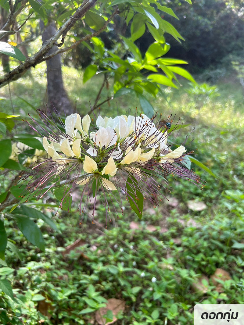 กรมวิชาการเกษตร สืบสานพระราชดำริอนุรักษ์พันธุกรรมผักพื้นเมืองภาคใต้ ใกล้สูญพันธุ์ สร้างรายได้ให้ชุมชน 7 006 ดอกกุ่ม