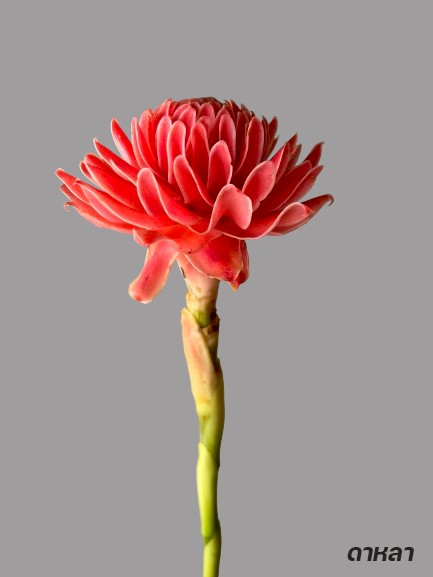 กรมวิชาการเกษตร สืบสานพระราชดำริอนุรักษ์พันธุกรรมผักพื้นเมืองภาคใต้ ใกล้สูญพันธุ์ สร้างรายได้ให้ชุมชน 8 007 ดาหลา