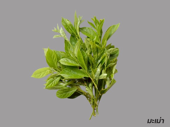 กรมวิชาการเกษตร สืบสานพระราชดำริอนุรักษ์พันธุกรรมผักพื้นเมืองภาคใต้ ใกล้สูญพันธุ์ สร้างรายได้ให้ชุมชน 9 008 มะเม่า