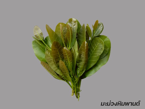 กรมวิชาการเกษตร สืบสานพระราชดำริอนุรักษ์พันธุกรรมผักพื้นเมืองภาคใต้ ใกล้สูญพันธุ์ สร้างรายได้ให้ชุมชน 10 009 มะม่วงหิมพานต์