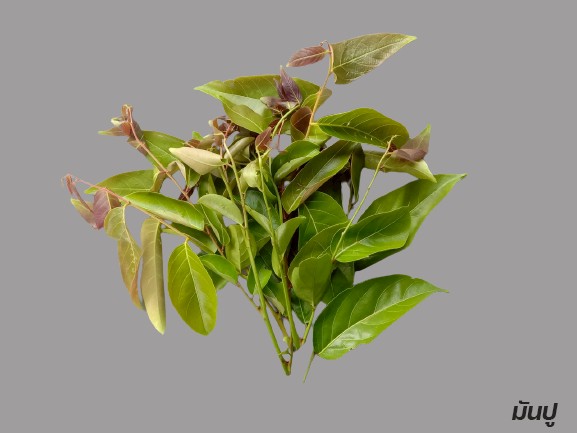 กรมวิชาการเกษตร สืบสานพระราชดำริอนุรักษ์พันธุกรรมผักพื้นเมืองภาคใต้ ใกล้สูญพันธุ์ สร้างรายได้ให้ชุมชน 11 010 มันปู 1