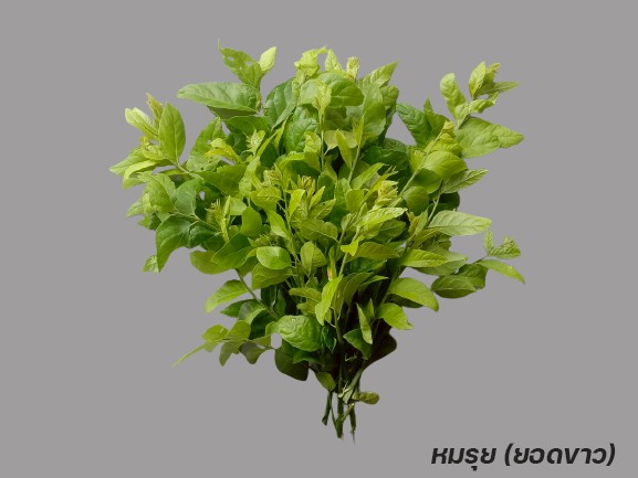 กรมวิชาการเกษตร สืบสานพระราชดำริอนุรักษ์พันธุกรรมผักพื้นเมืองภาคใต้ ใกล้สูญพันธุ์ สร้างรายได้ให้ชุมชน 12 011 หมรุยยอดขาว