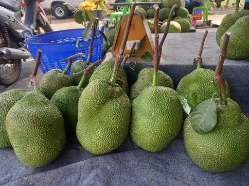 ต้นแบบแปลงใหญ่เข้มแข็ง “กลุ่มขนุนหนองเหียง” จ.ชลบุรี ผลิต-แปรรูป ขนุนคุณภาพ สร้างรายได้เกษตรกร 6 1000017063 0