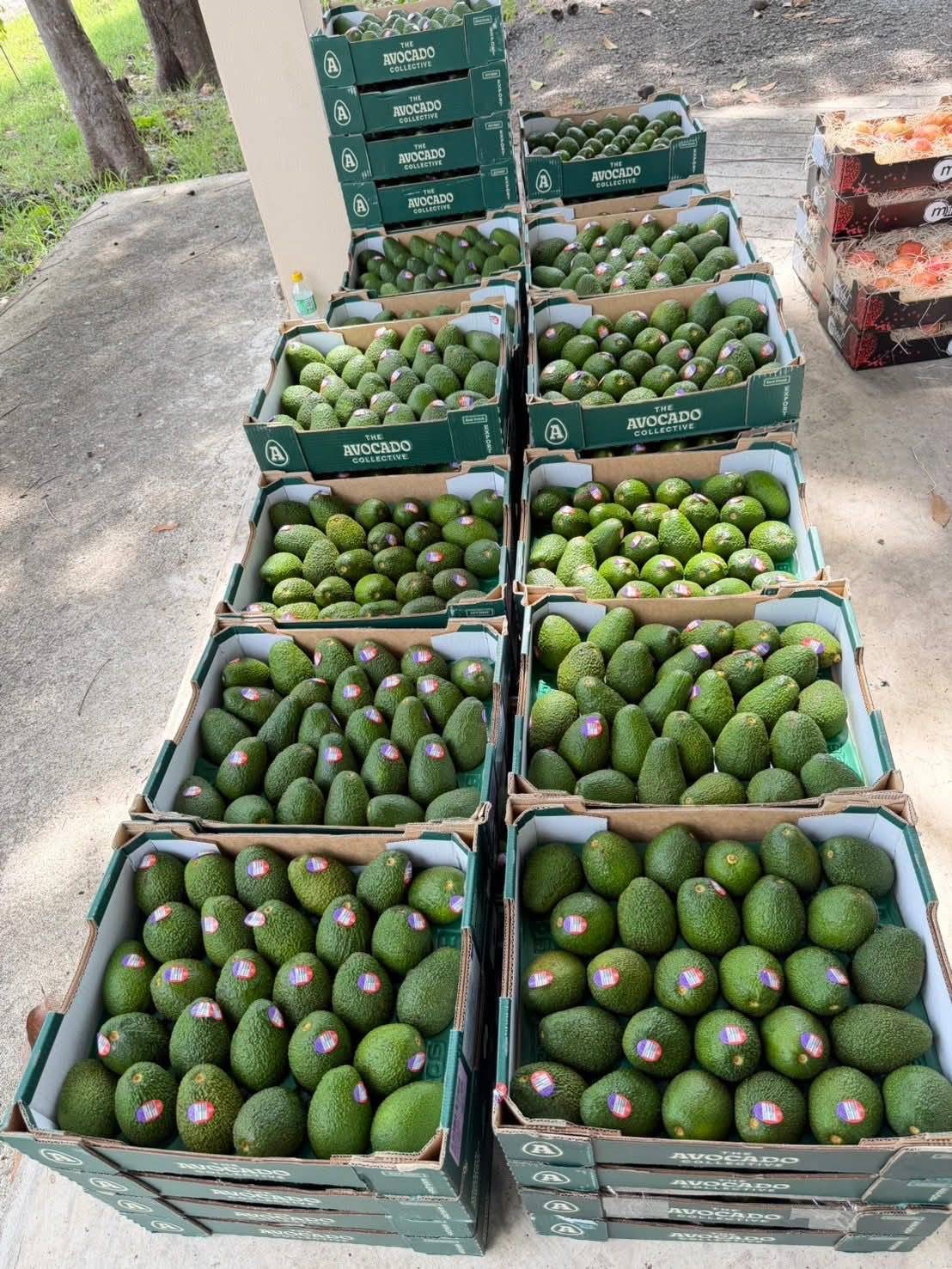 กรมวิชาการเกษตร ฉก.พญานาคราช ผนึกกำลังบุกยึดผลไม้เถื่อน กว่า 12 ตัน มูลค่า 2.89 ล้านบาท ตามนโยบาย “สงครามสินค้าเกษตรผิดกฎหมาย” ของ รมว.เกษตรฯ 7 1017083