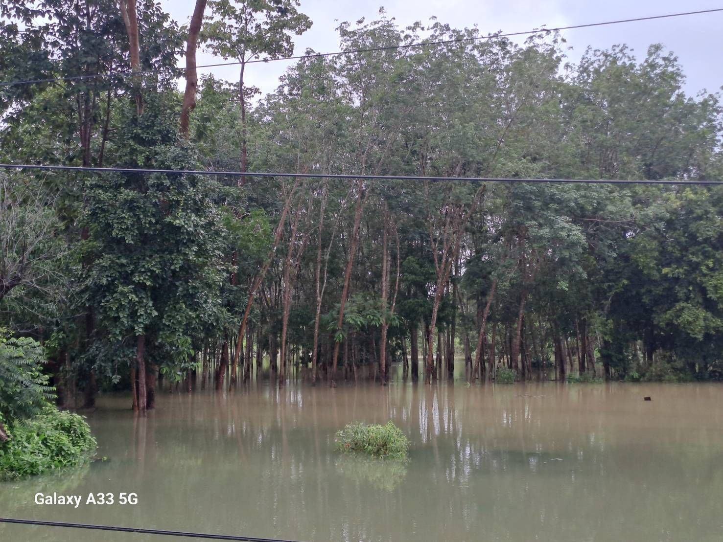 การยางฯสาขาสายบุรี จังหวัดปัตตานี สำรวจพบเกษตรกรชาวสวนยางพาราในพื้นที่ได้รับผลกระทบจากอุทกภัยจำนวน 5,520 ราย เนื้อที่ 27,595 ไร่ 4 1132160