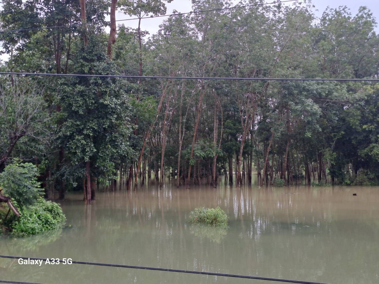 การยางฯสาขาสายบุรี จังหวัดปัตตานี สำรวจพบเกษตรกรชาวสวนยางพาราในพื้นที่ได้รับผลกระทบจากอุทกภัยจำนวน 5,520 ราย เนื้อที่ 27,595 ไร่ 5 1132161