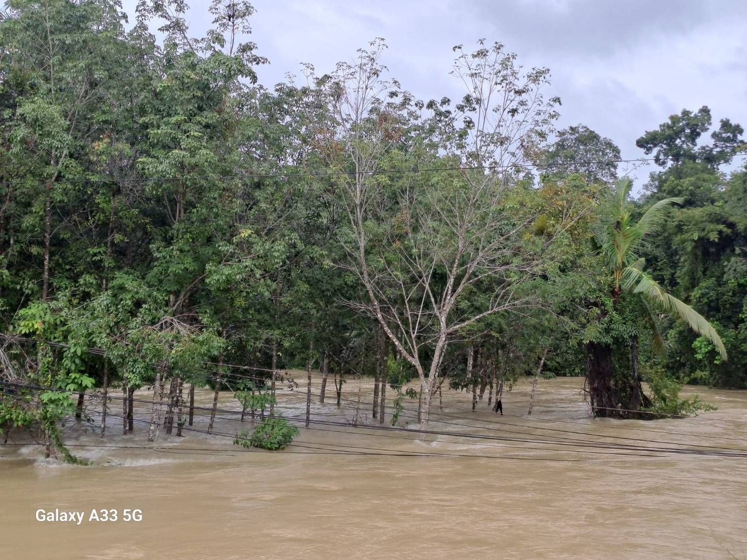 การยางฯสาขาสายบุรี จังหวัดปัตตานี สำรวจพบเกษตรกรชาวสวนยางพาราในพื้นที่ได้รับผลกระทบจากอุทกภัยจำนวน 5,520 ราย เนื้อที่ 27,595 ไร่ 7 1132163
