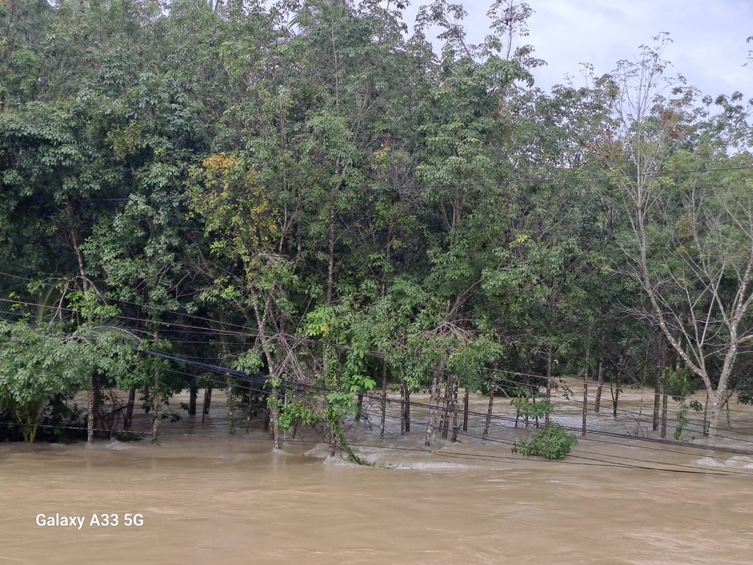 การยางฯสาขาสายบุรี จังหวัดปัตตานี สำรวจพบเกษตรกรชาวสวนยางพาราในพื้นที่ได้รับผลกระทบจากอุทกภัยจำนวน 5,520 ราย เนื้อที่ 27,595 ไร่ 8 1132164