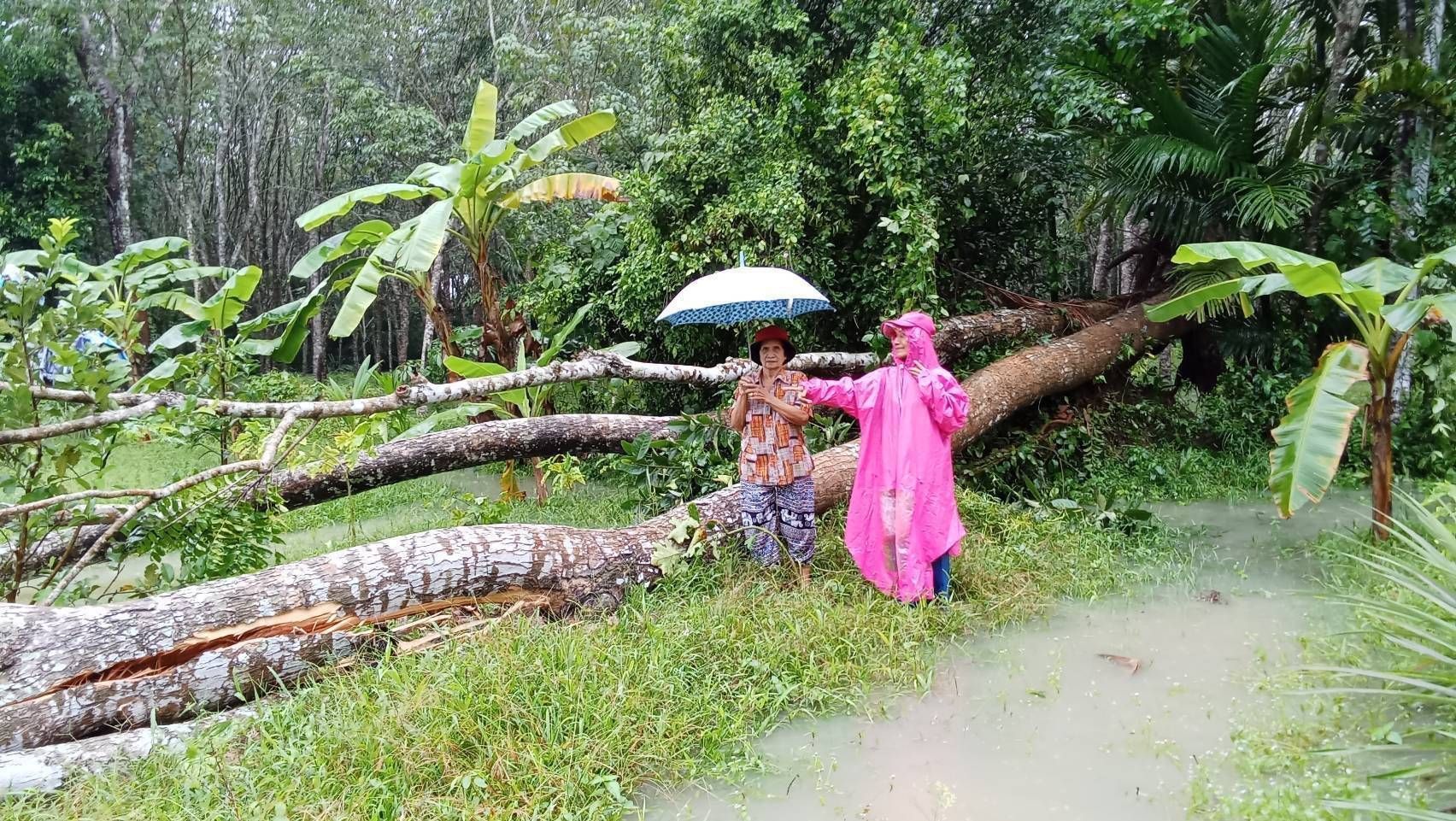 กยท. พร้อมเคียงข้างชาวสวนยาง ระดมกำลังช่วยเหลือผู้ประสบภัยน้ำท่วมภาคใต้ เตรียมสำรวจความเสียหายสวนยางหลังน้ำลดทันที 3 1132727