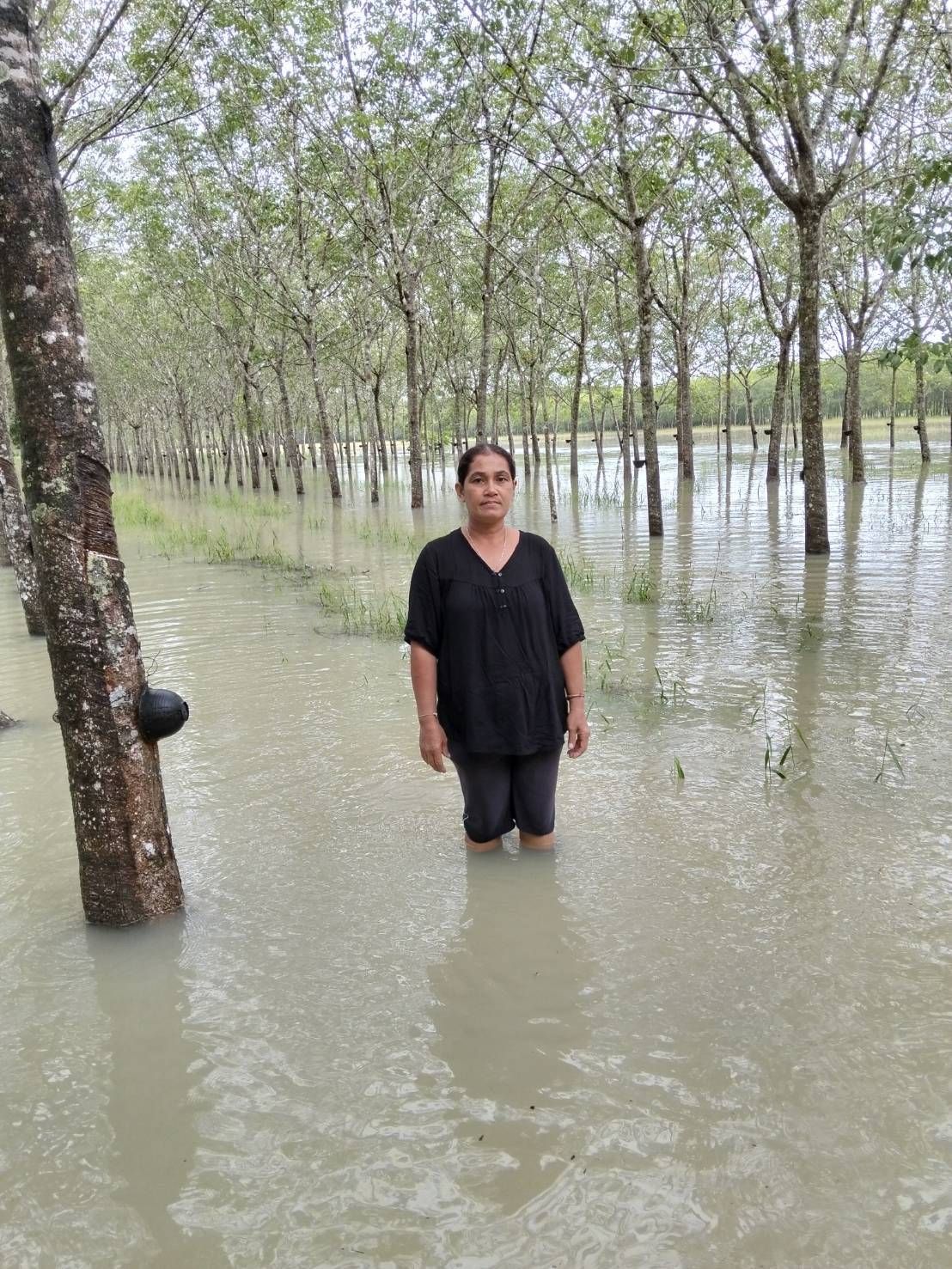 กยท. พร้อมเคียงข้างชาวสวนยาง ระดมกำลังช่วยเหลือผู้ประสบภัยน้ำท่วมภาคใต้ เตรียมสำรวจความเสียหายสวนยางหลังน้ำลดทันที 4 1132728