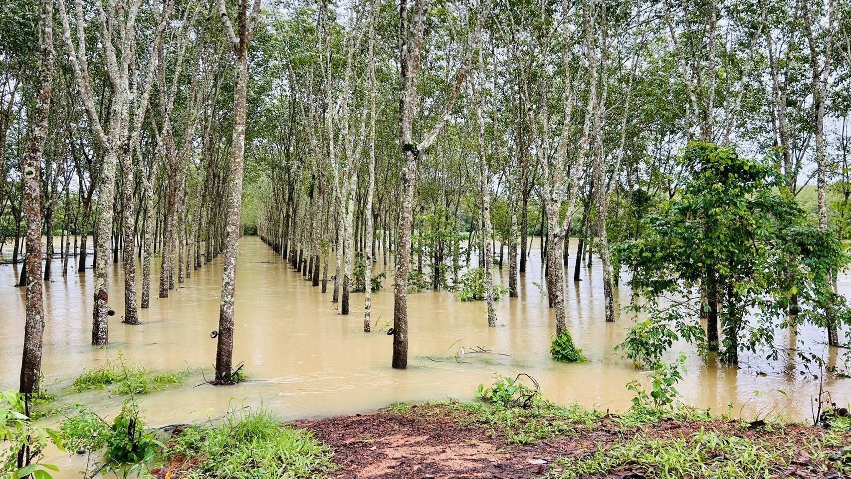 กยท. พร้อมเคียงข้างชาวสวนยาง ระดมกำลังช่วยเหลือผู้ประสบภัยน้ำท่วมภาคใต้ เตรียมสำรวจความเสียหายสวนยางหลังน้ำลดทันที 7 1132731