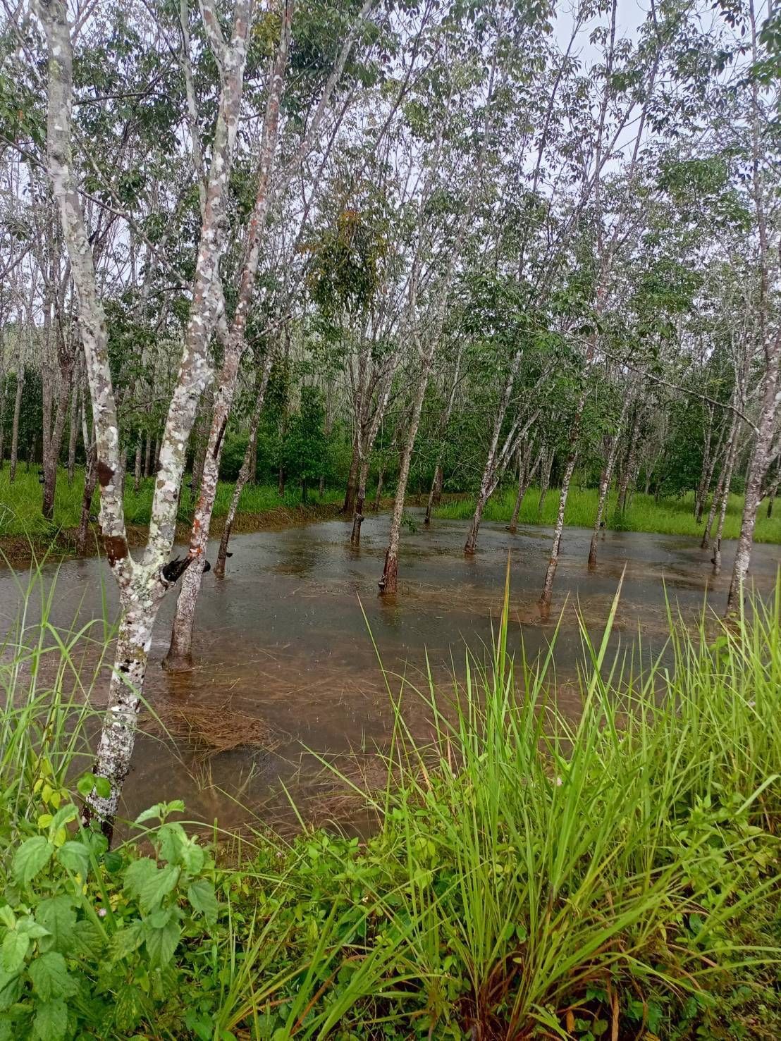 กยท. พร้อมเคียงข้างชาวสวนยาง ระดมกำลังช่วยเหลือผู้ประสบภัยน้ำท่วมภาคใต้ เตรียมสำรวจความเสียหายสวนยางหลังน้ำลดทันที 8 1132732