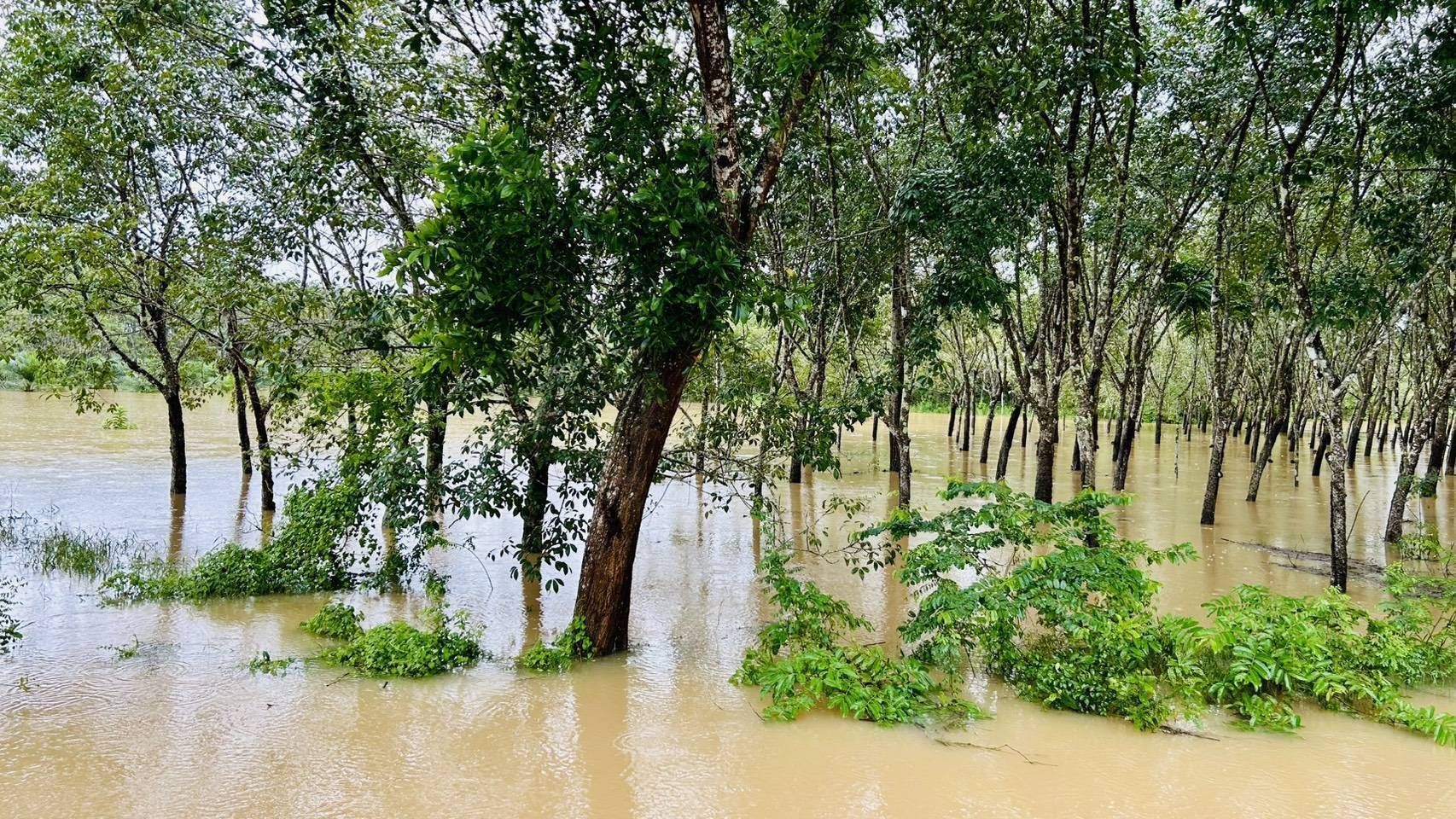 กยท. พร้อมเคียงข้างชาวสวนยาง ระดมกำลังช่วยเหลือผู้ประสบภัยน้ำท่วมภาคใต้ เตรียมสำรวจความเสียหายสวนยางหลังน้ำลดทันที 9 1132733