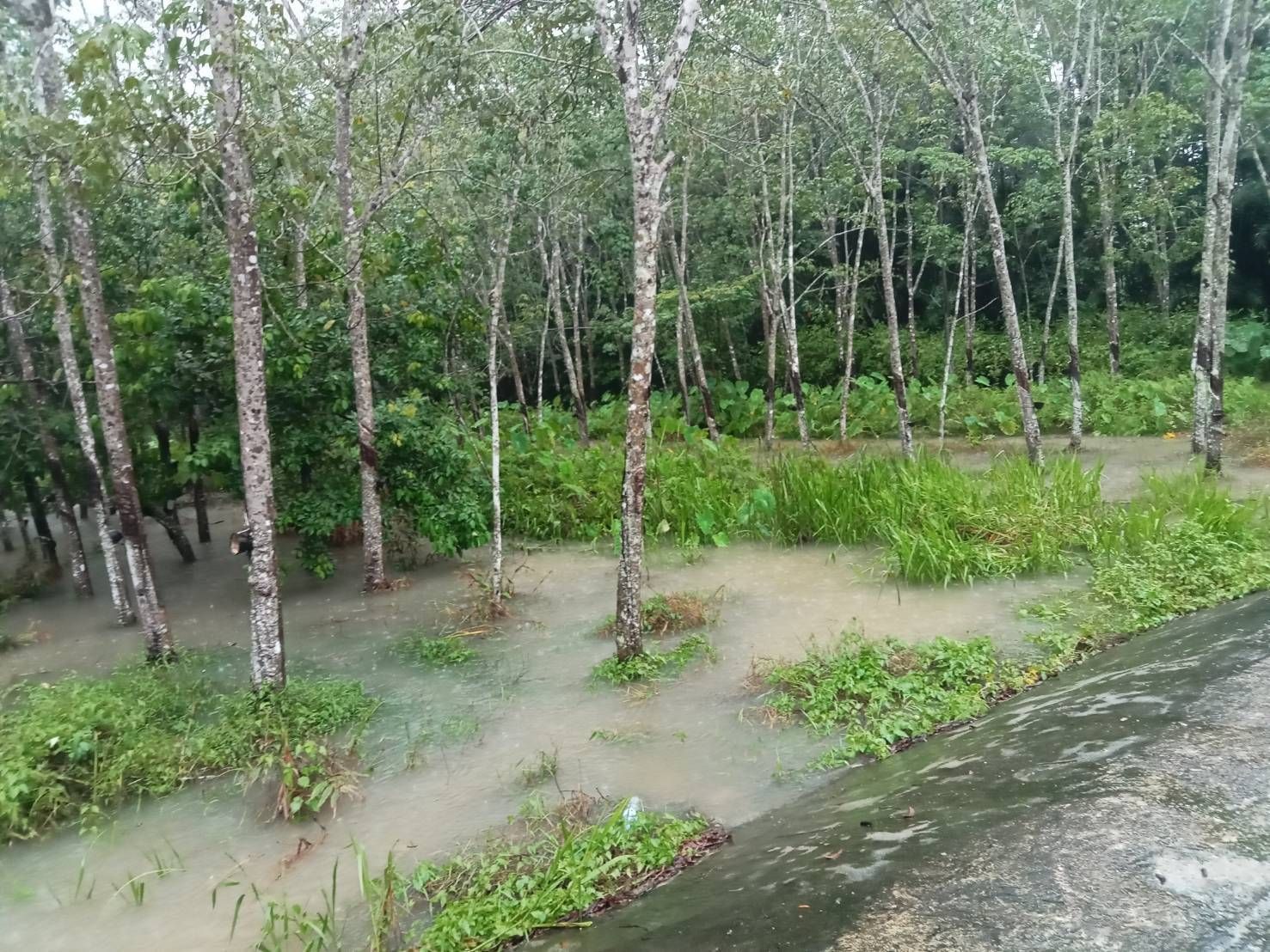 กยท. พร้อมเคียงข้างชาวสวนยาง ระดมกำลังช่วยเหลือผู้ประสบภัยน้ำท่วมภาคใต้ เตรียมสำรวจความเสียหายสวนยางหลังน้ำลดทันที 10 1132734