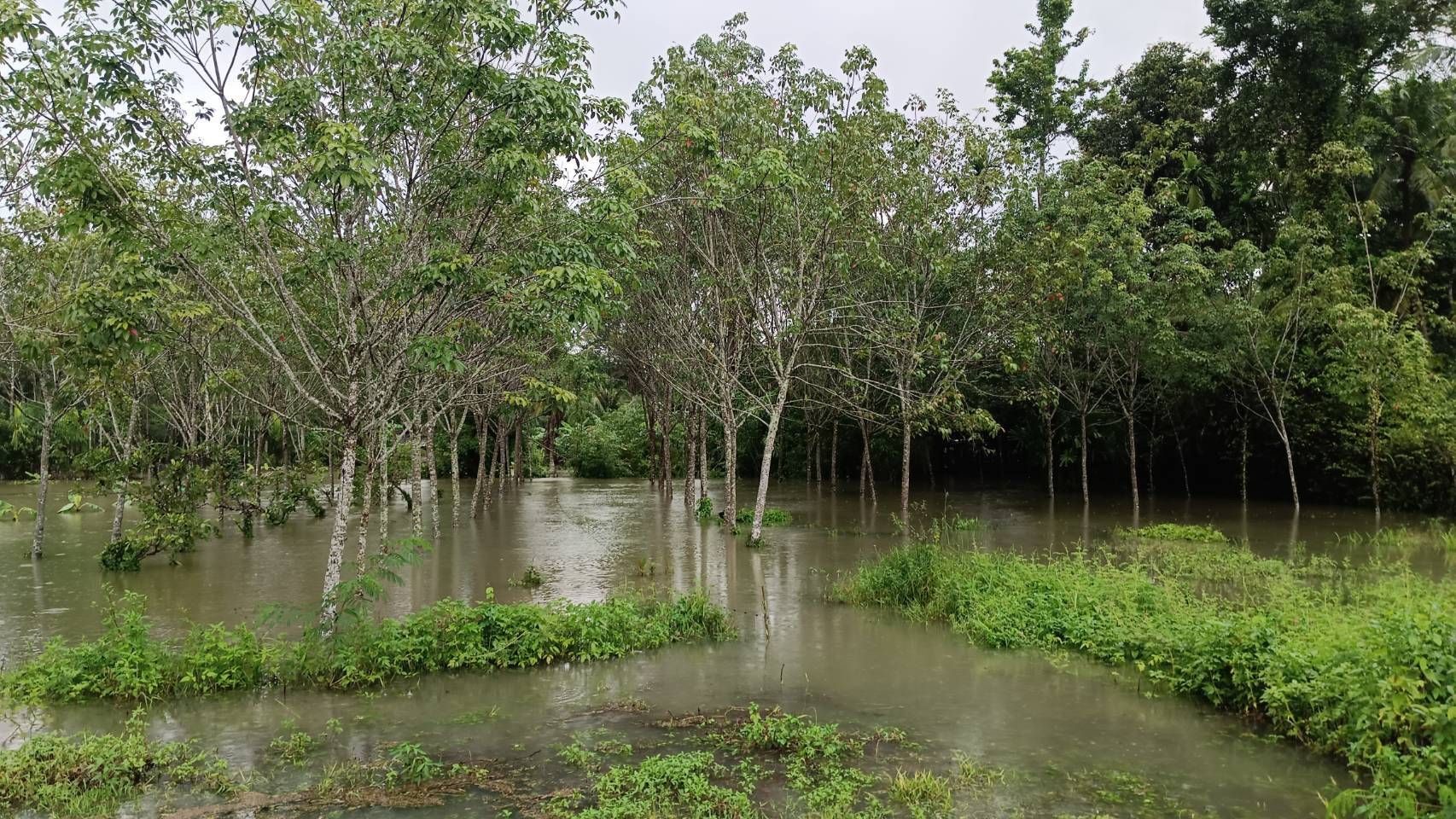 กยท. พร้อมเคียงข้างชาวสวนยาง ระดมกำลังช่วยเหลือผู้ประสบภัยน้ำท่วมภาคใต้ เตรียมสำรวจความเสียหายสวนยางหลังน้ำลดทันที 11 1132735