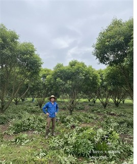 เกษตรฯ ชวนชาวสวนลำไยภาคเหนือ เข้าร่วม “โครงการพัฒนาสวนลำไยคุณภาพ” หนุนตัดแต่งทรงพุ่ม–ช่อผล ฟื้นฟูสวนลำไย เพื่อเพิ่มรายได้ ไร่ละ 1,000 บาท ไม่เกิน 10ไร่ สู่การพัฒนาสวนลำไยอย่างยั่งยืน 3 1412370