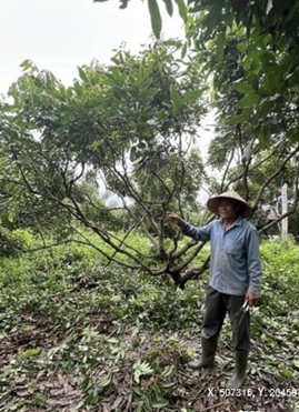 เกษตรฯ ชวนชาวสวนลำไยภาคเหนือ เข้าร่วม “โครงการพัฒนาสวนลำไยคุณภาพ” หนุนตัดแต่งทรงพุ่ม–ช่อผล ฟื้นฟูสวนลำไย เพื่อเพิ่มรายได้ ไร่ละ 1,000 บาท ไม่เกิน 10ไร่ สู่การพัฒนาสวนลำไยอย่างยั่งยืน 4 1412371