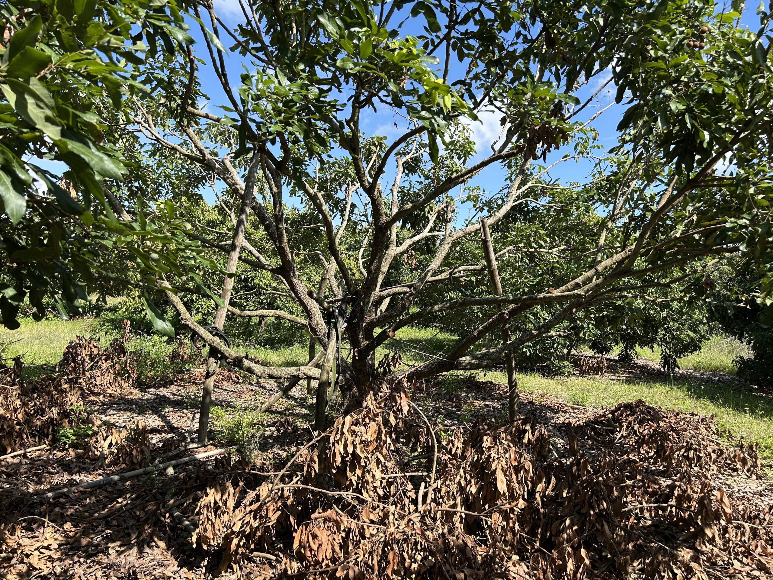 เกษตรฯ ชวนชาวสวนลำไยภาคเหนือ เข้าร่วม “โครงการพัฒนาสวนลำไยคุณภาพ” หนุนตัดแต่งทรงพุ่ม–ช่อผล ฟื้นฟูสวนลำไย เพื่อเพิ่มรายได้ ไร่ละ 1,000 บาท ไม่เกิน 10ไร่ สู่การพัฒนาสวนลำไยอย่างยั่งยืน 6 1412373 scaled