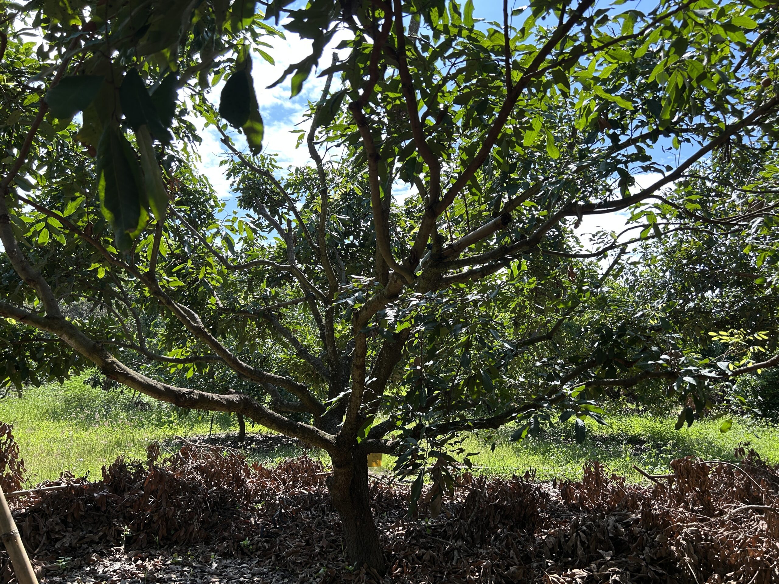 เกษตรฯ ชวนชาวสวนลำไยภาคเหนือ เข้าร่วม “โครงการพัฒนาสวนลำไยคุณภาพ” หนุนตัดแต่งทรงพุ่ม–ช่อผล ฟื้นฟูสวนลำไย เพื่อเพิ่มรายได้ ไร่ละ 1,000 บาท ไม่เกิน 10ไร่ สู่การพัฒนาสวนลำไยอย่างยั่งยืน 7 1412374 scaled