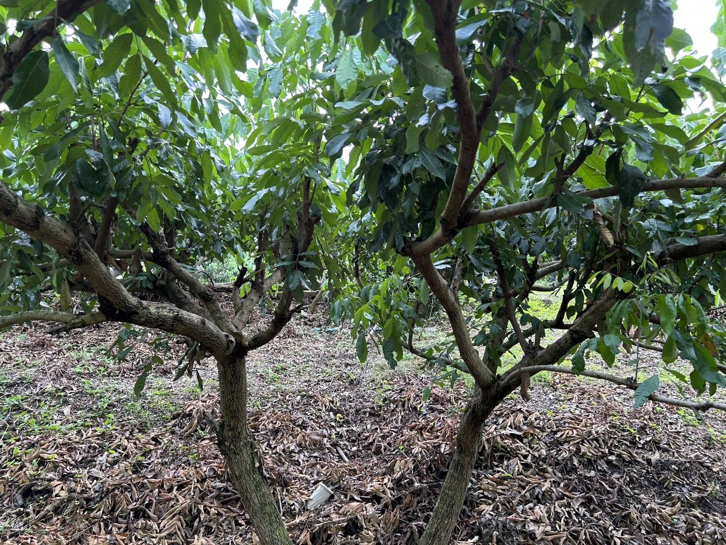 เกษตรฯ ชวนชาวสวนลำไยภาคเหนือ เข้าร่วม “โครงการพัฒนาสวนลำไยคุณภาพ” หนุนตัดแต่งทรงพุ่ม–ช่อผล ฟื้นฟูสวนลำไย เพื่อเพิ่มรายได้ ไร่ละ 1,000 บาท ไม่เกิน 10ไร่ สู่การพัฒนาสวนลำไยอย่างยั่งยืน 8 1412375