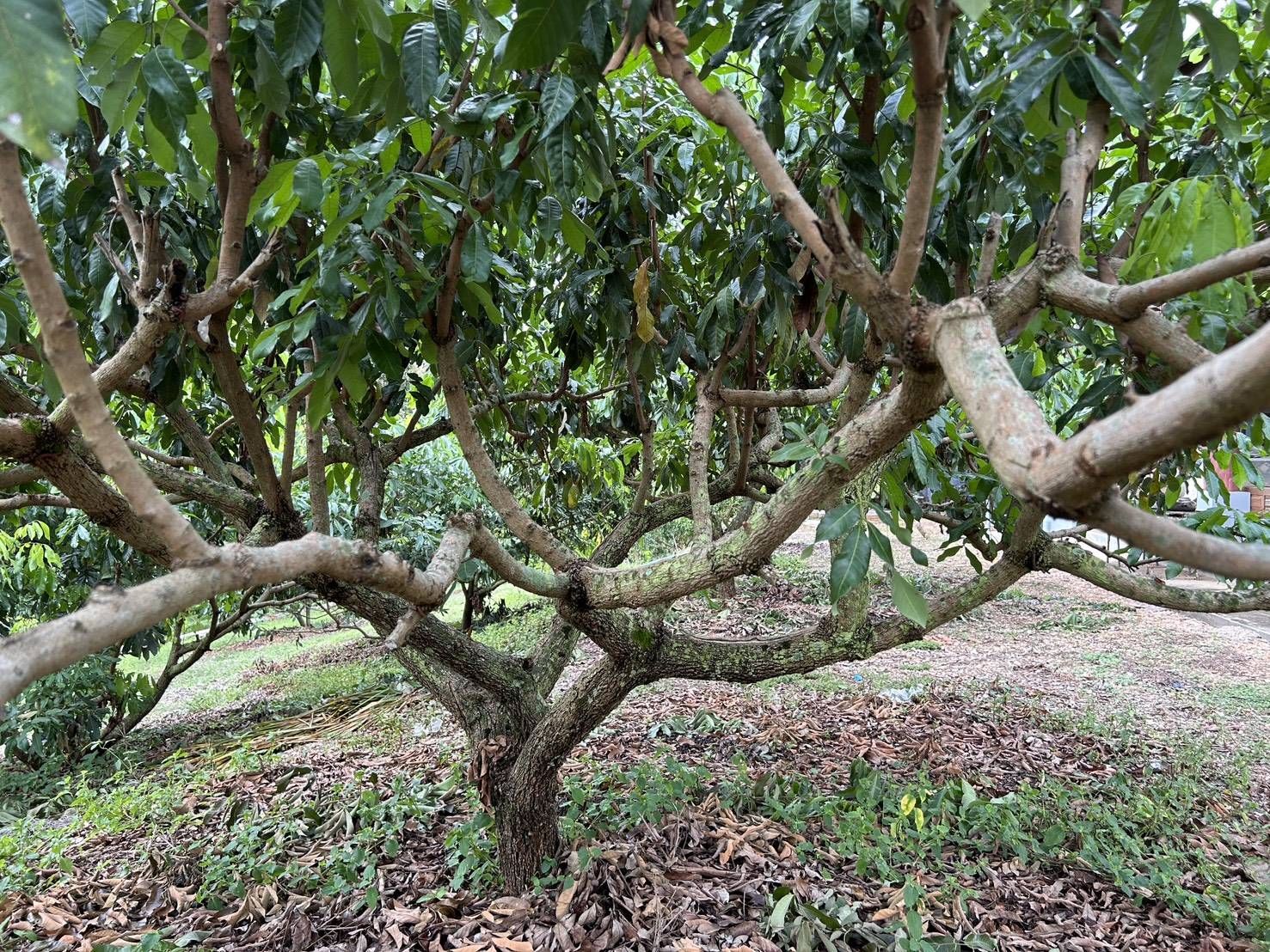 เกษตรฯ ชวนชาวสวนลำไยภาคเหนือ เข้าร่วม “โครงการพัฒนาสวนลำไยคุณภาพ” หนุนตัดแต่งทรงพุ่ม–ช่อผล ฟื้นฟูสวนลำไย เพื่อเพิ่มรายได้ ไร่ละ 1,000 บาท ไม่เกิน 10ไร่ สู่การพัฒนาสวนลำไยอย่างยั่งยืน 9 1412376