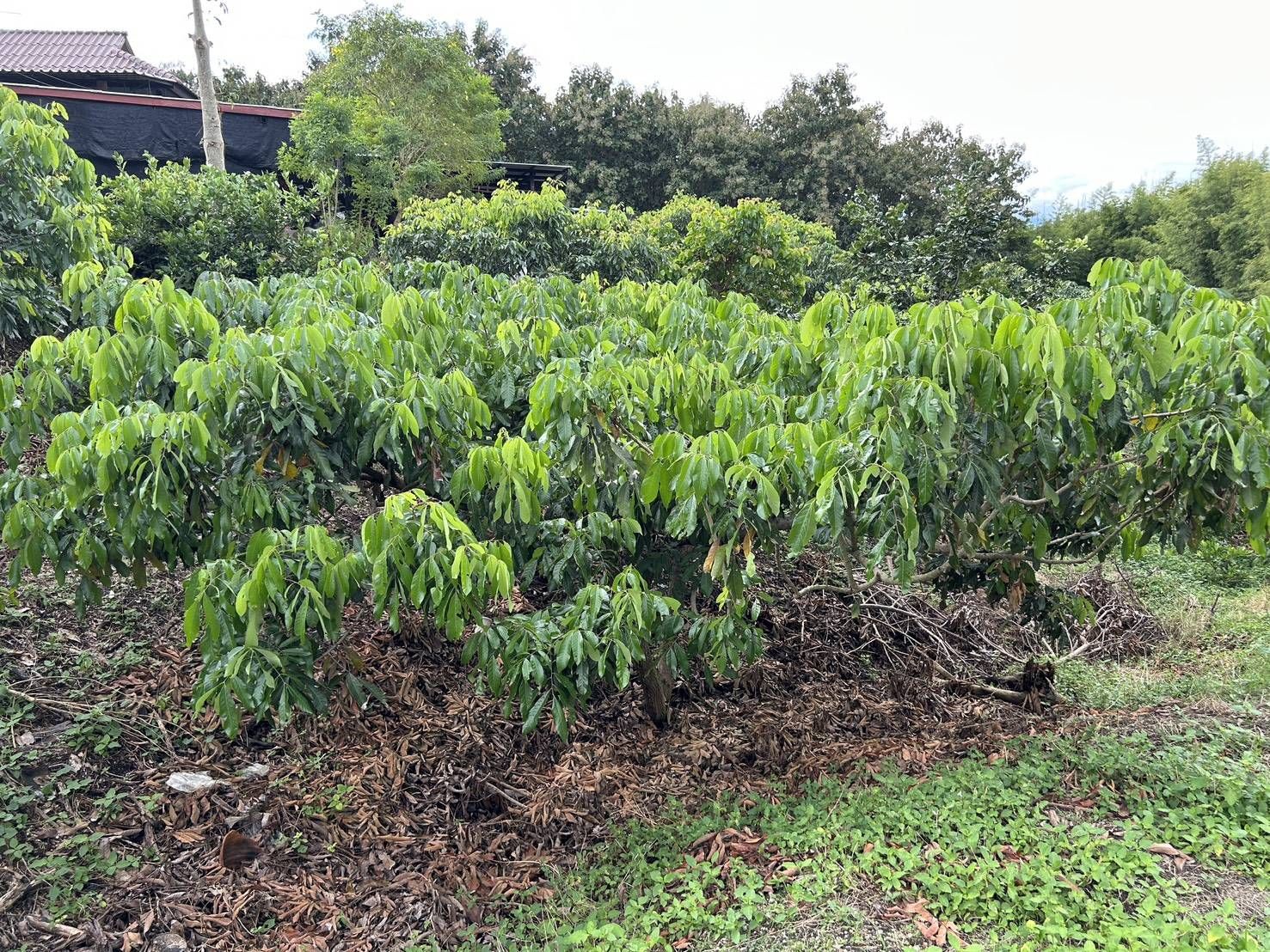 เกษตรฯ ชวนชาวสวนลำไยภาคเหนือ เข้าร่วม “โครงการพัฒนาสวนลำไยคุณภาพ” หนุนตัดแต่งทรงพุ่ม–ช่อผล ฟื้นฟูสวนลำไย เพื่อเพิ่มรายได้ ไร่ละ 1,000 บาท ไม่เกิน 10ไร่ สู่การพัฒนาสวนลำไยอย่างยั่งยืน 10 1412377