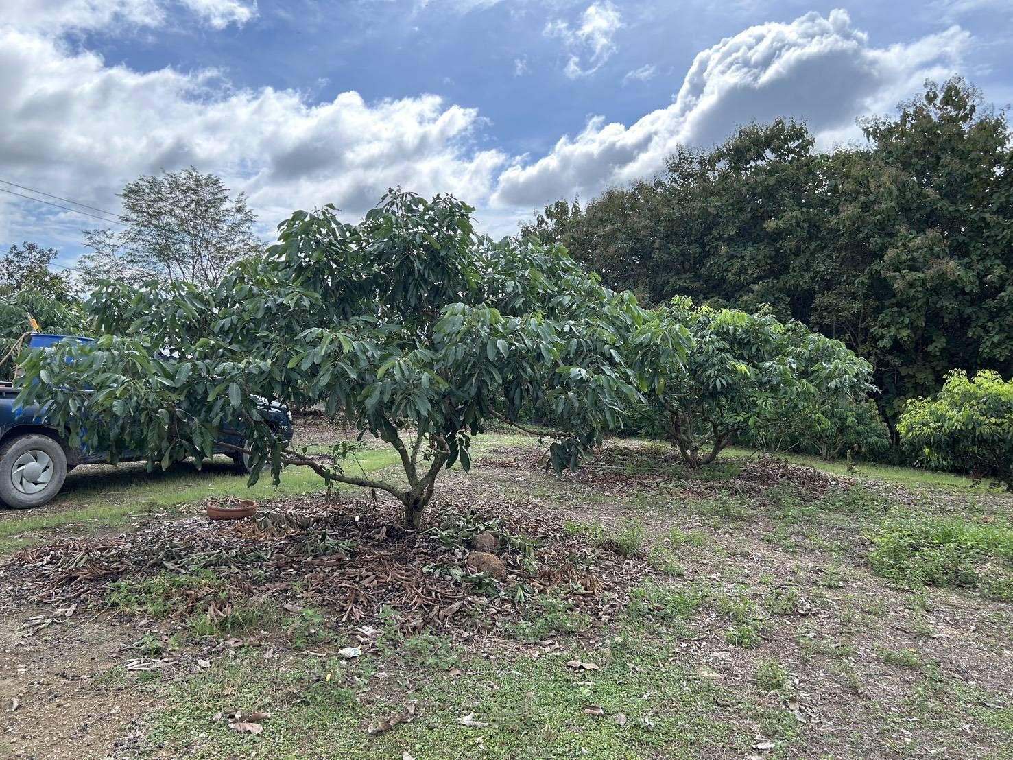 เกษตรฯ ชวนชาวสวนลำไยภาคเหนือ เข้าร่วม “โครงการพัฒนาสวนลำไยคุณภาพ” หนุนตัดแต่งทรงพุ่ม–ช่อผล ฟื้นฟูสวนลำไย เพื่อเพิ่มรายได้ ไร่ละ 1,000 บาท ไม่เกิน 10ไร่ สู่การพัฒนาสวนลำไยอย่างยั่งยืน 11 1412378